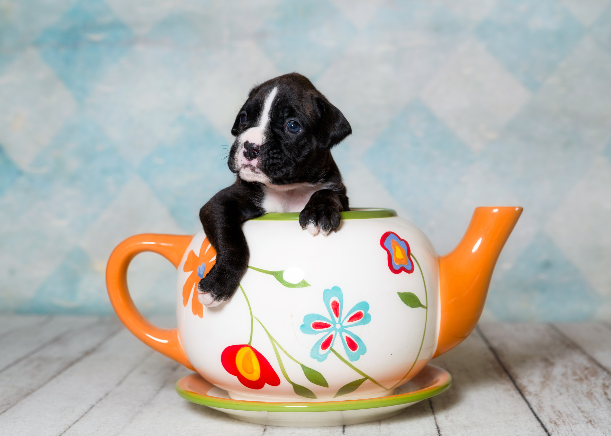 TuRo's Allure Of Fallbrook - 3 Weeks Old Flashy Brindle Boxer Puppy