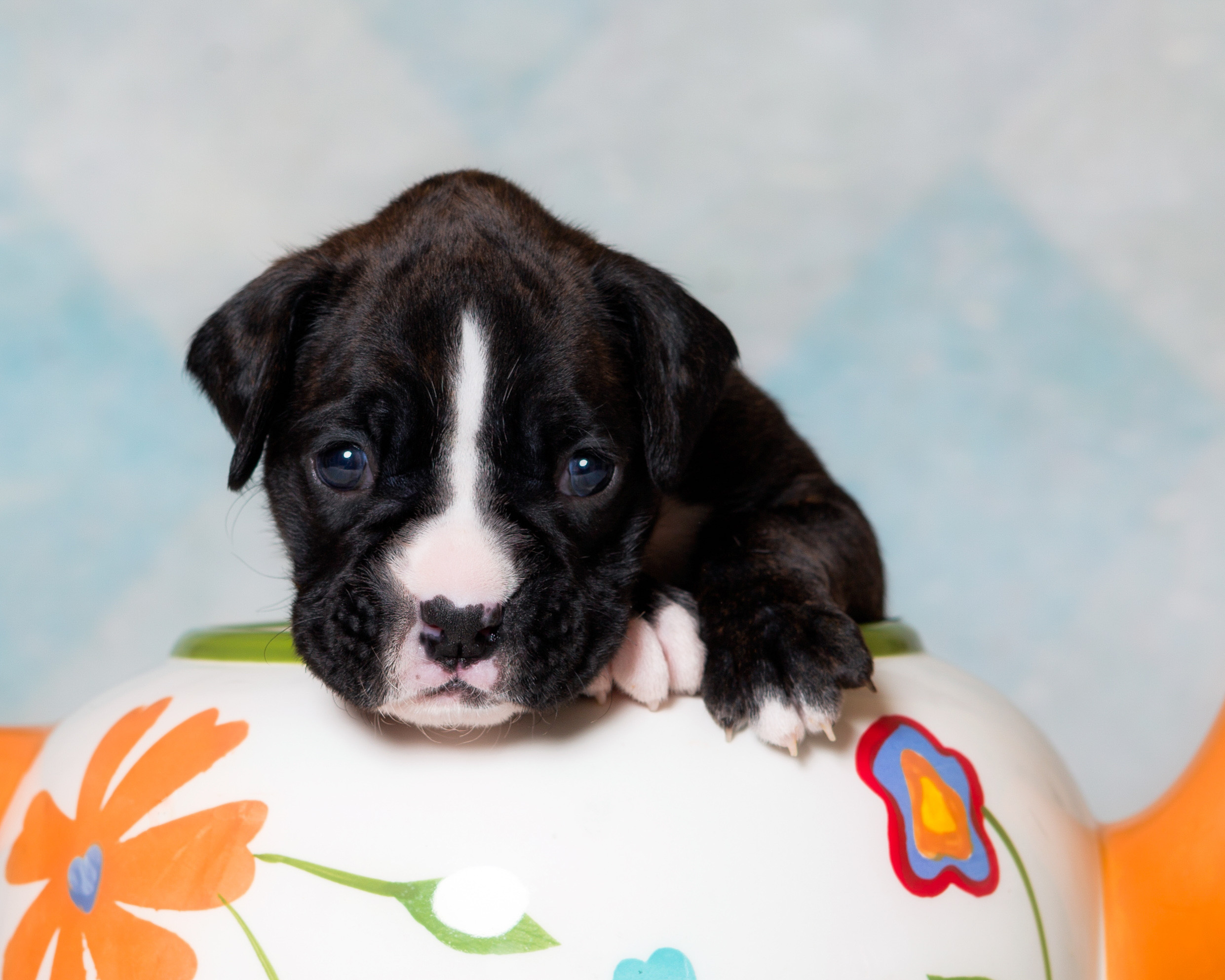 TuRo's Allure Of Fallbrook - 3 Weeks Old Flashy Brindle Boxer Puppy