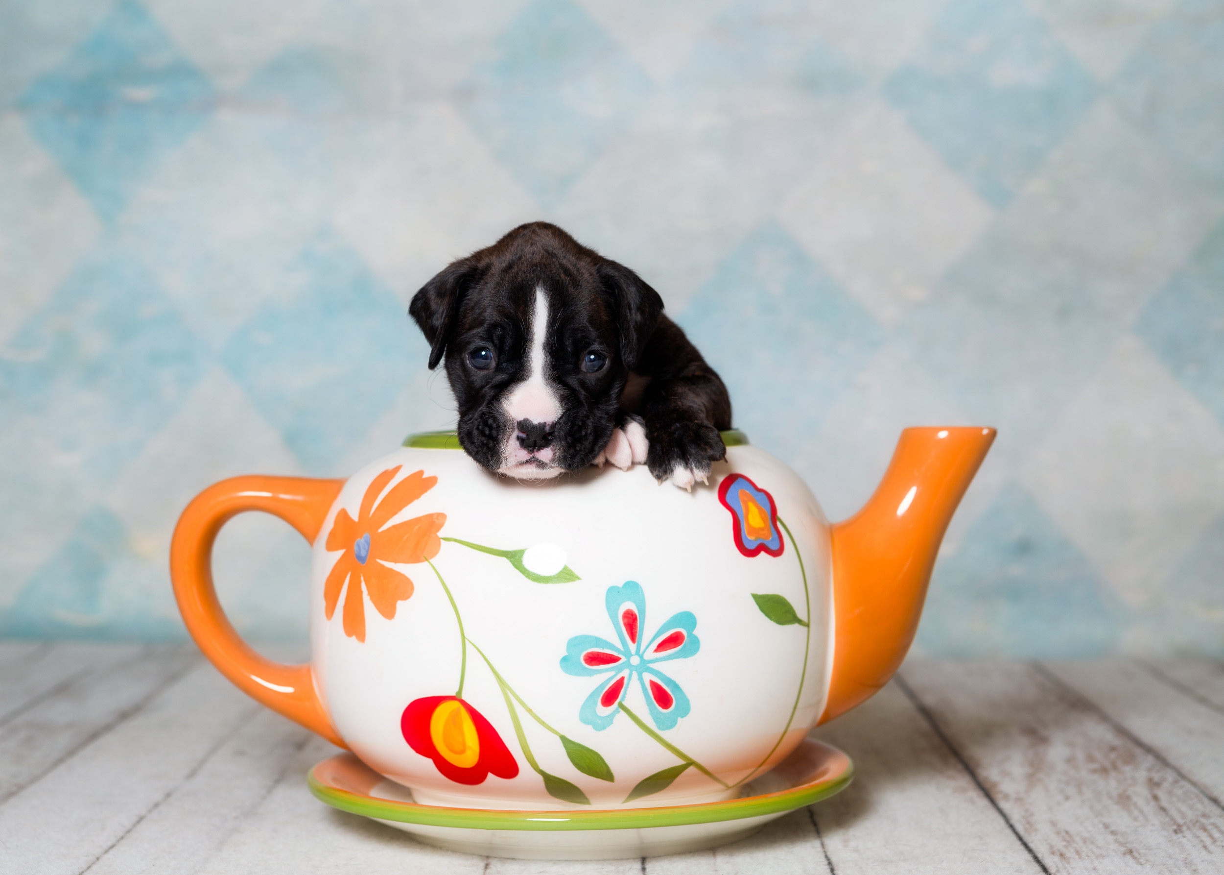 TuRo's Allure Of Fallbrook - 3 Weeks Old Flashy Brindle Boxer Puppy