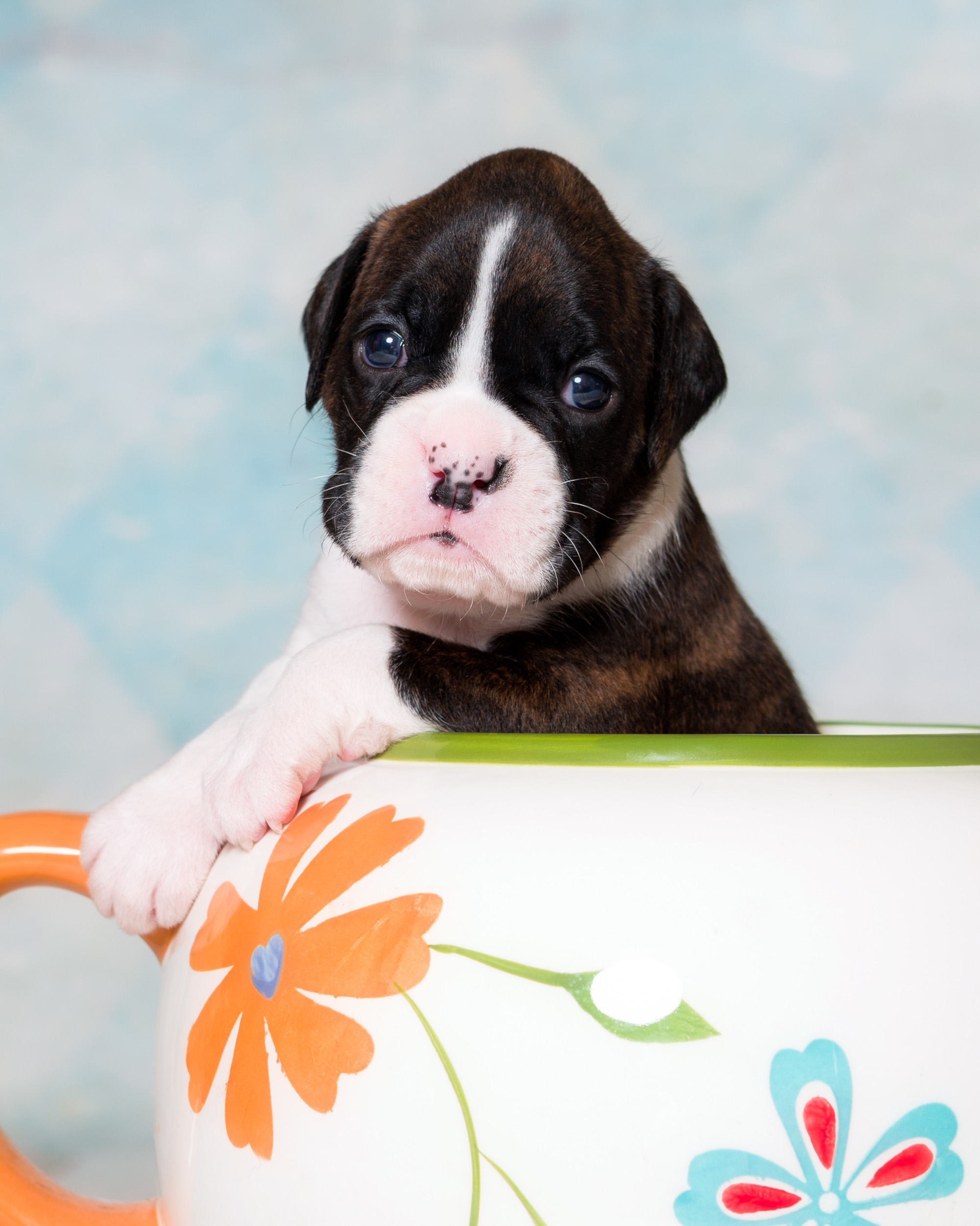 Paris - Fallbrook's Amore Of TuRo 3 Weeks Old - Flashy Brindle Boxer Puppy