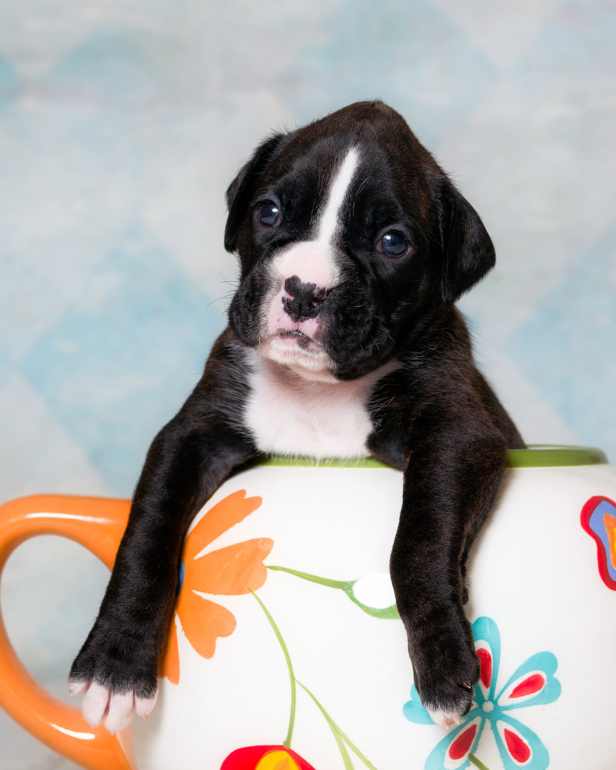 TuRo's Allure Of Fallbrook - 3 Weeks Old Flashy Brindle Boxer Puppy