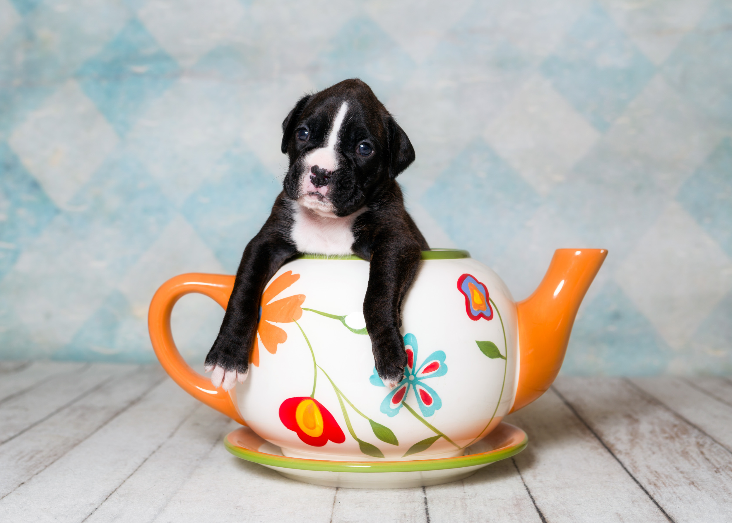 TuRo's Allure Of Fallbrook - 3 Weeks Old Flashy Brindle Boxer Puppy
