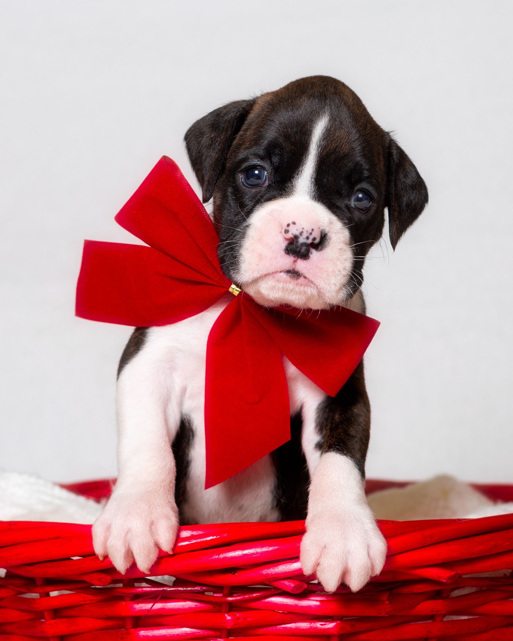 Paris - Fallbrook's Amore Of TuRo 4 Weeks Old - Flashy Brindle Boxer Puppy