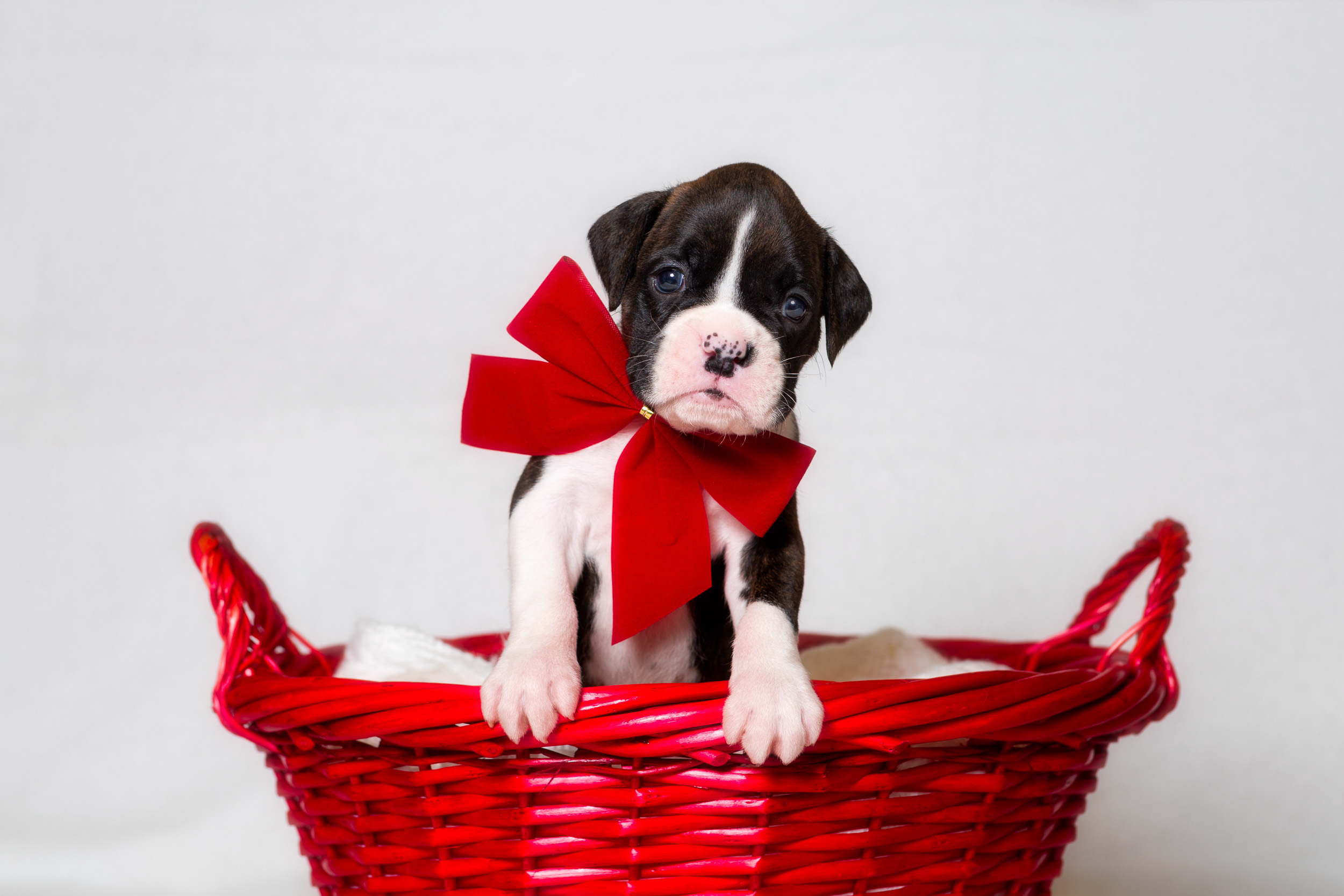 Paris - Fallbrook's Amore Of TuRo 4 Weeks Old - Flashy Brindle Boxer Puppy