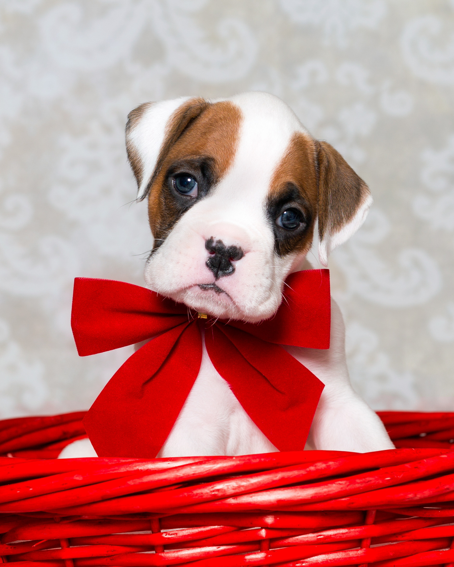 Arturo - Fallbrook's Arbiter Of TuRo 4 Weeks Old - White With Fawn Markings Boxer Puppy