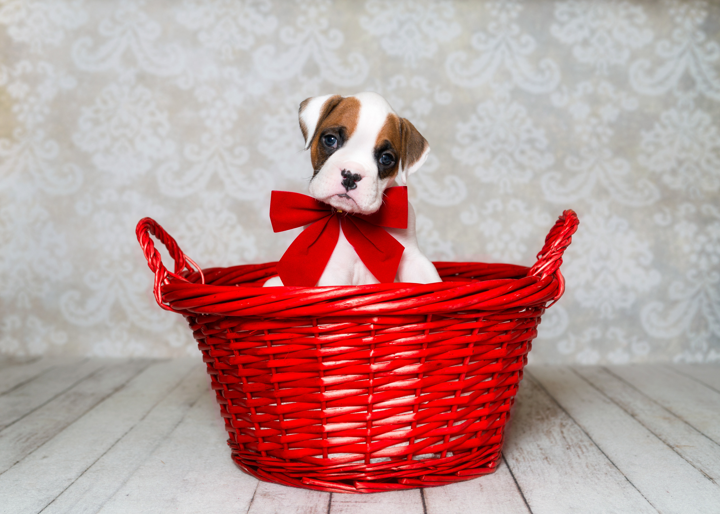 Arturo - Fallbrook's Arbiter Of TuRo 4 Weeks Old - White With Fawn Markings Boxer Puppy