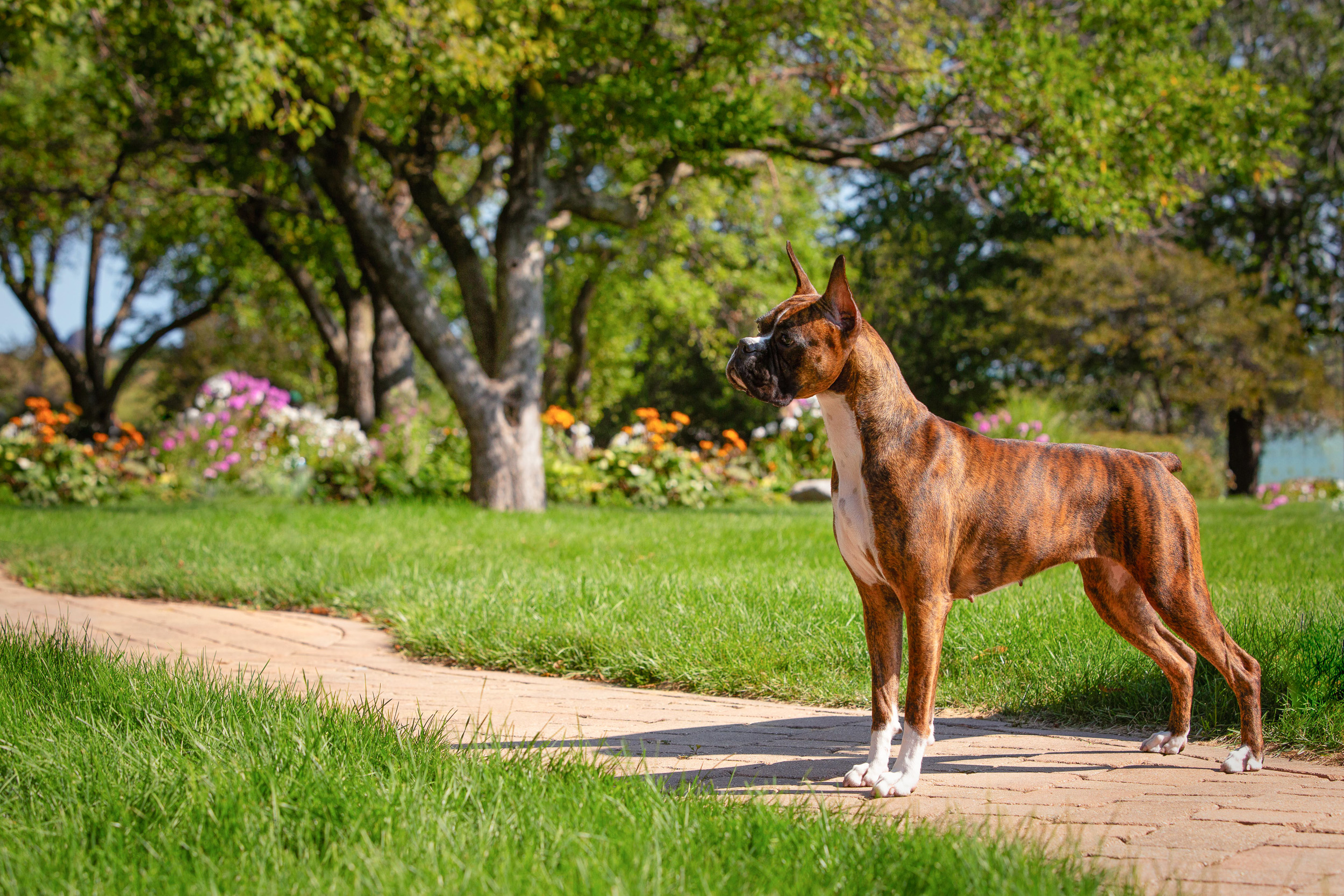 Sable - Quinney's Who's That Girl At Fallbrook - Chicago