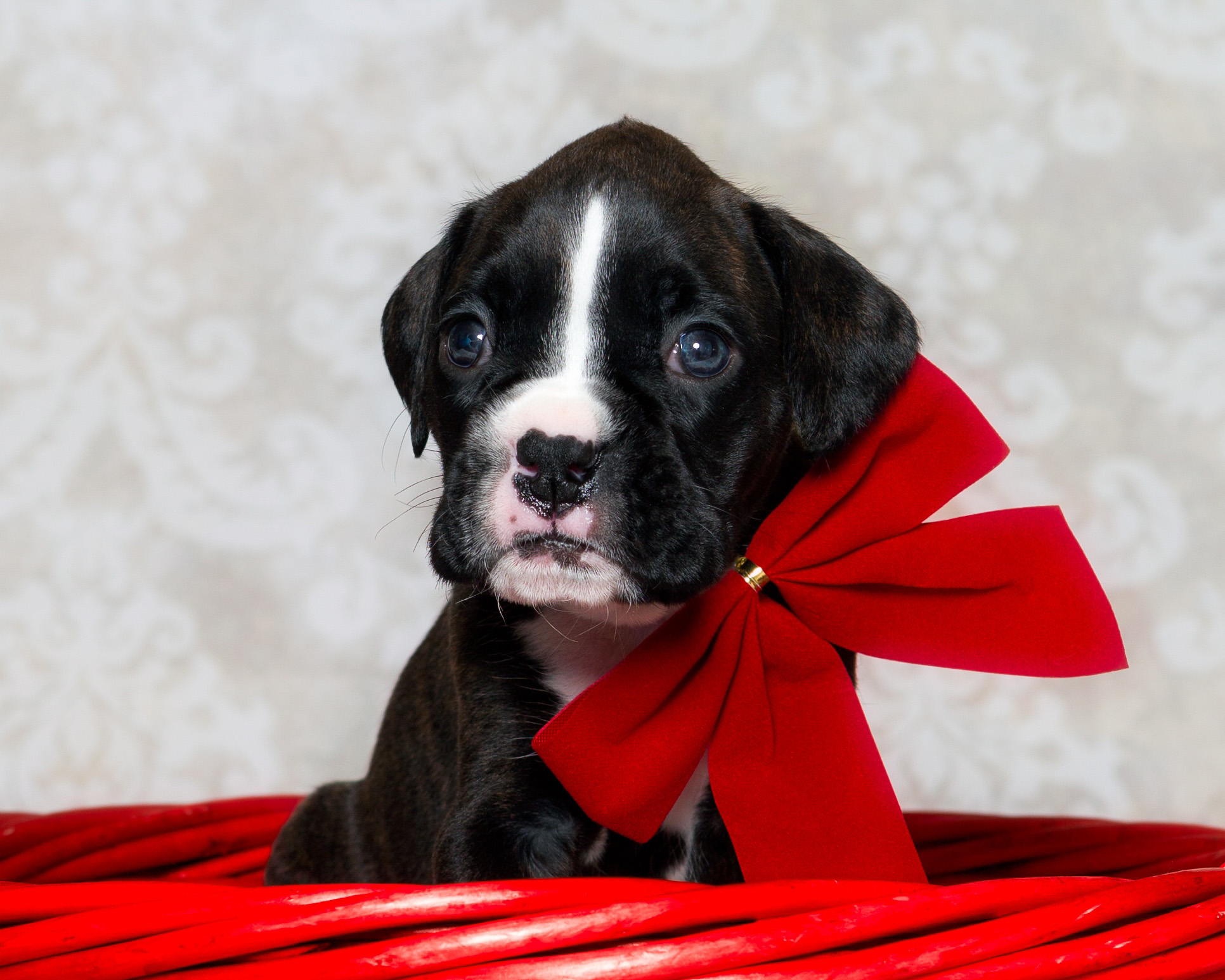TuRo's Allure Of Fallbrook - 4 Weeks Old Flashy Brindle Boxer Puppy