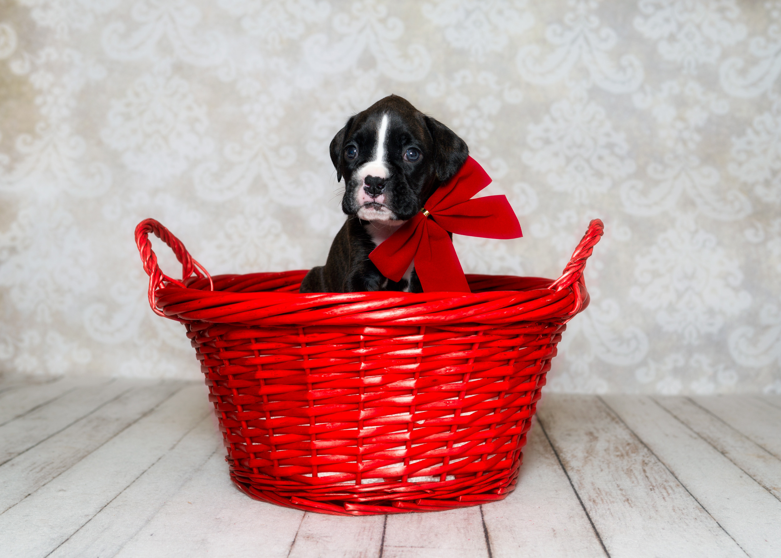 TuRo's Allure Of Fallbrook - 4 Weeks Old Flashy Brindle Boxer Puppy