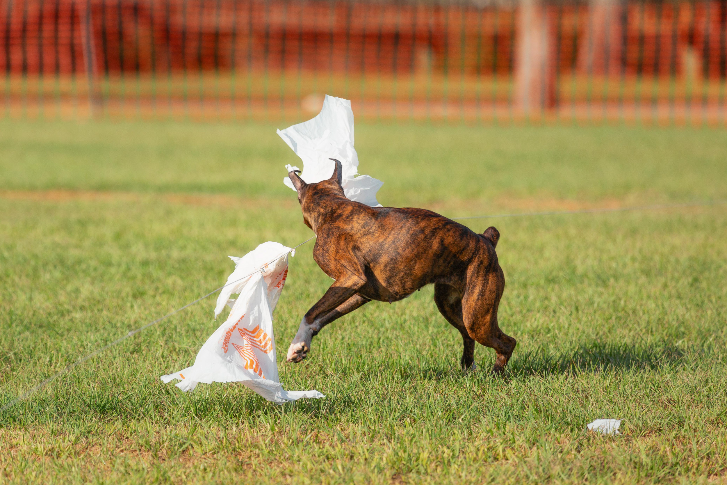 Sable - Quinney's Who's That Girl At Fallbrook - Lure Coursing