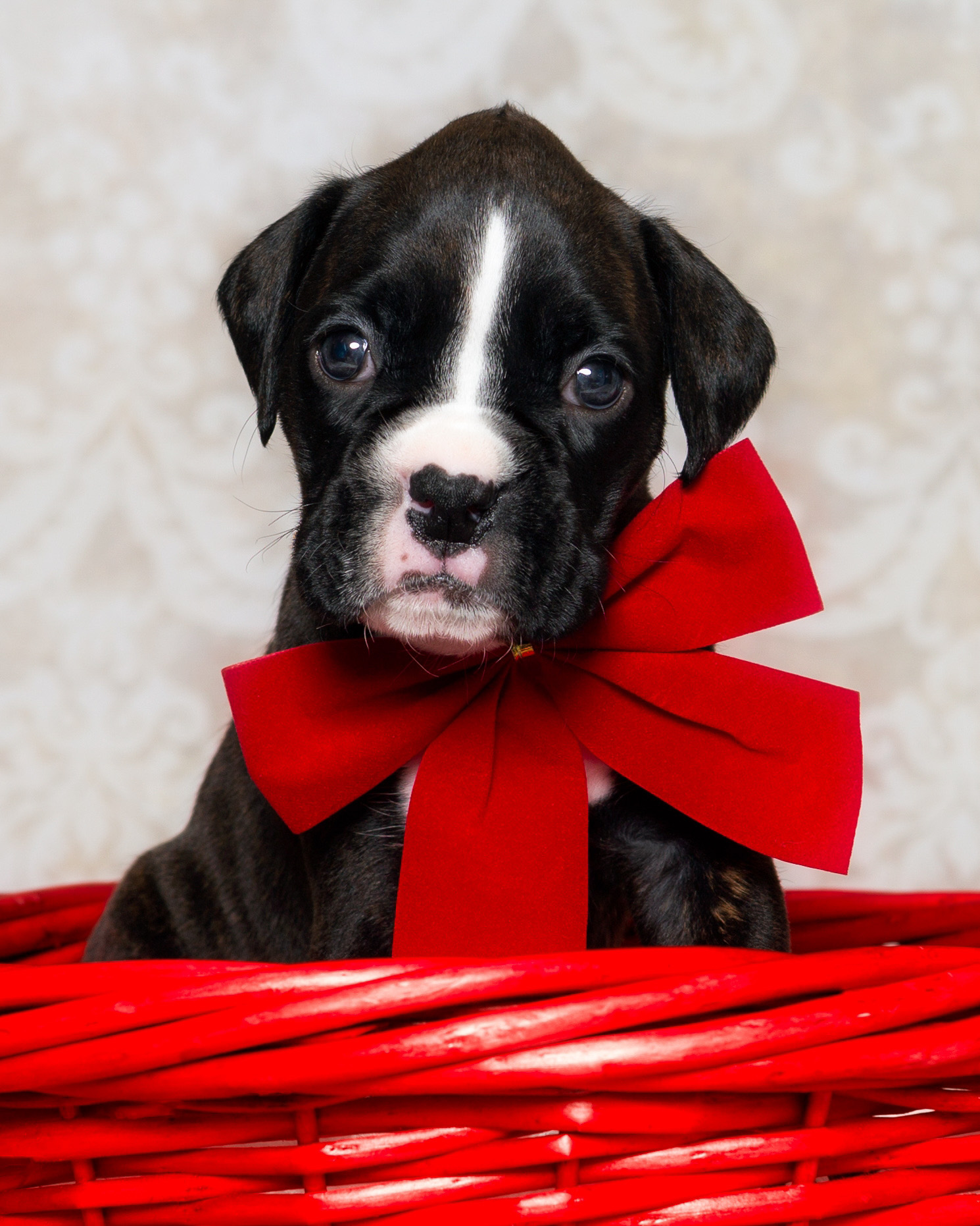 TuRo's Allure Of Fallbrook - 4 Weeks Old Flashy Brindle Boxer Puppy