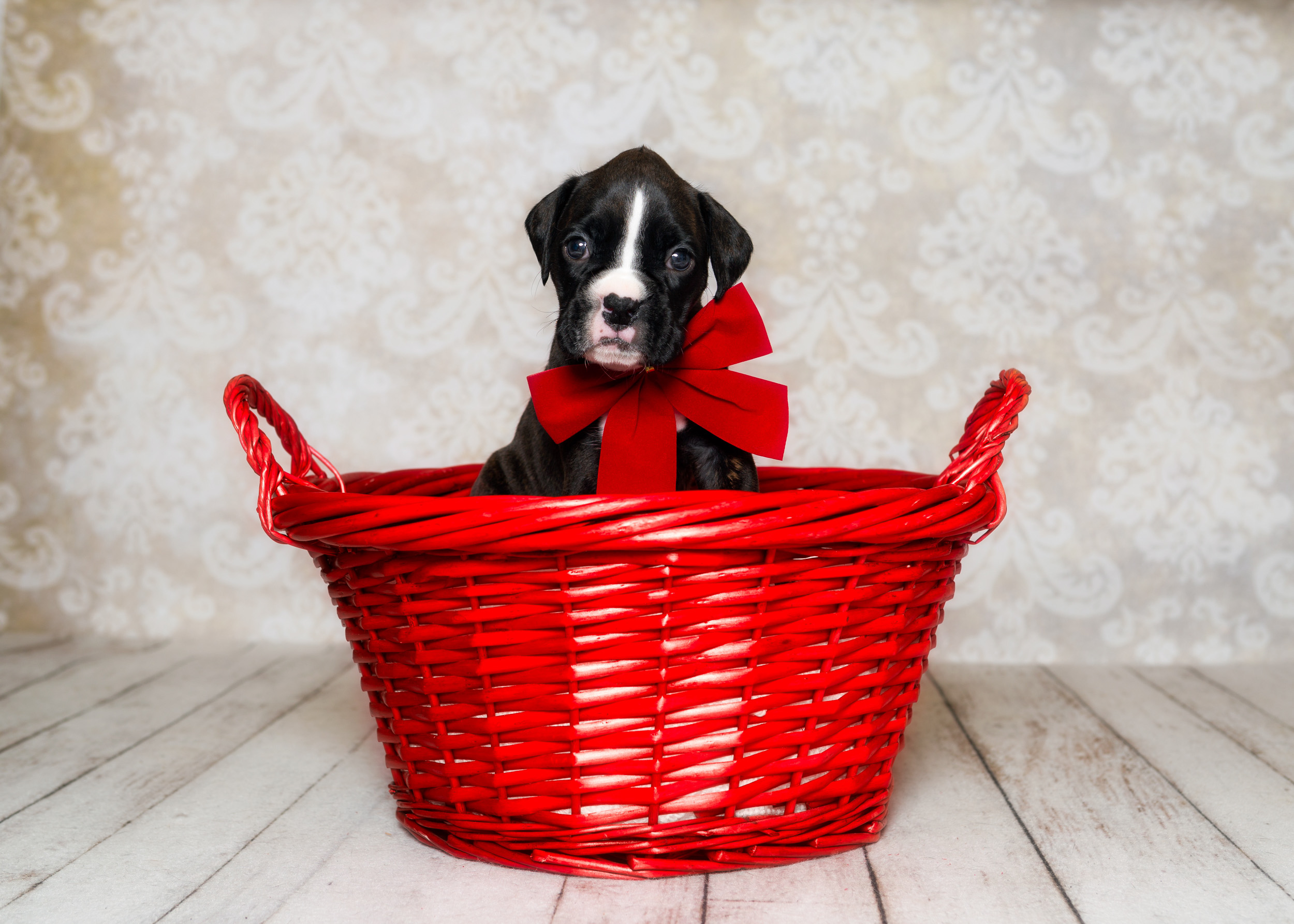 TuRo's Allure Of Fallbrook - 4 Weeks Old Flashy Brindle Boxer Puppy