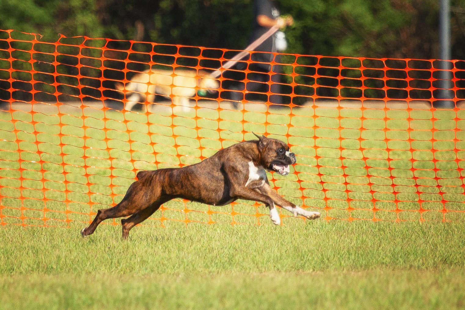 Sable - Quinney's Who's That Girl At Fallbrook - Lure Coursing
