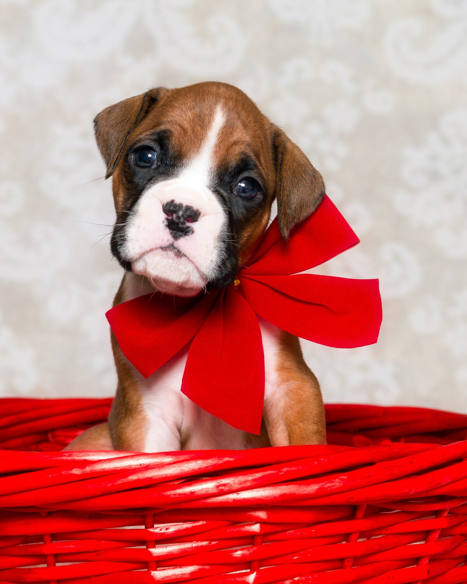 TuRo's Aviator of Fallbrook - 4 Weeks Old Flashy Fawn Boxer Puppy