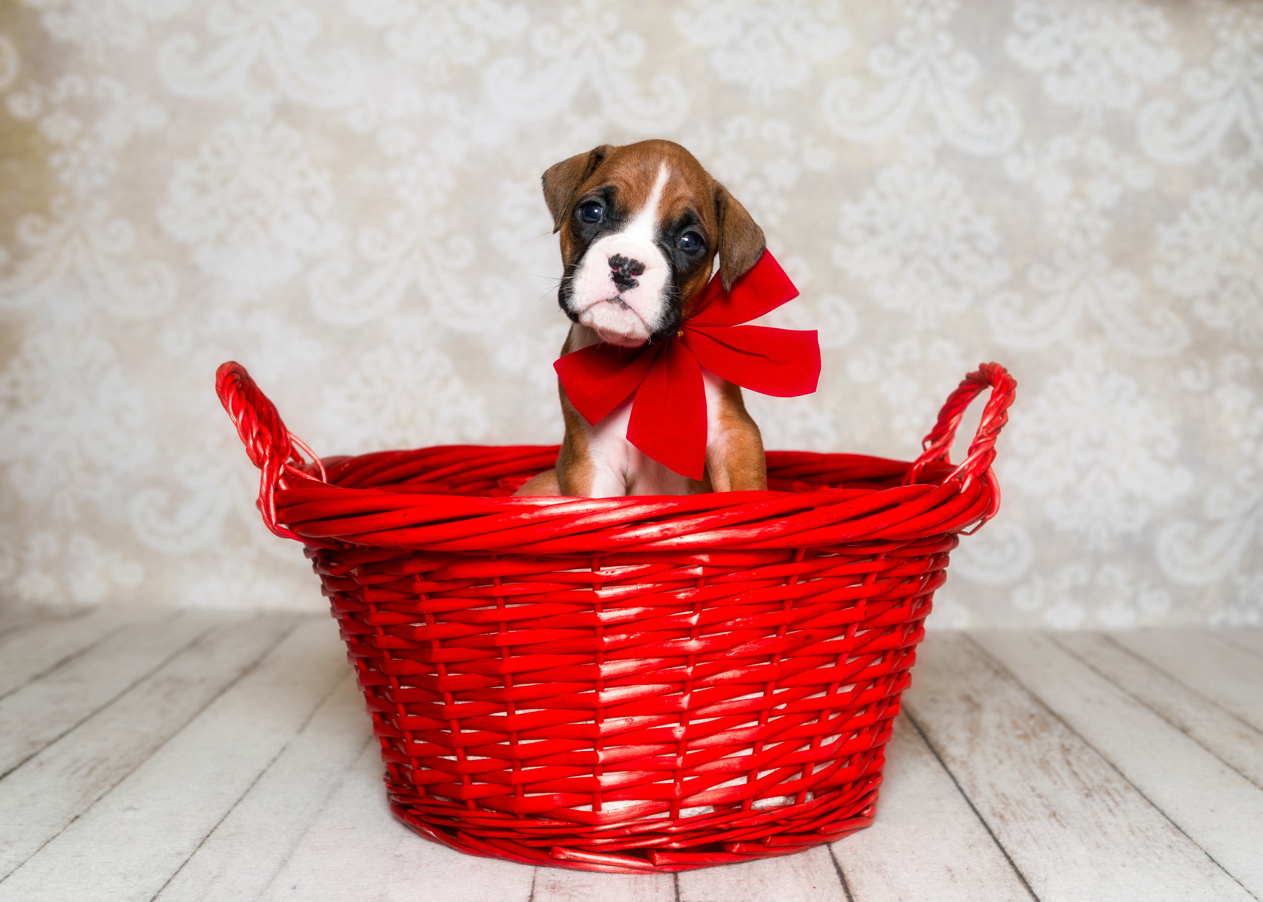 TuRo's Aviator of Fallbrook - 4 Weeks Old Flashy Fawn Boxer Puppy