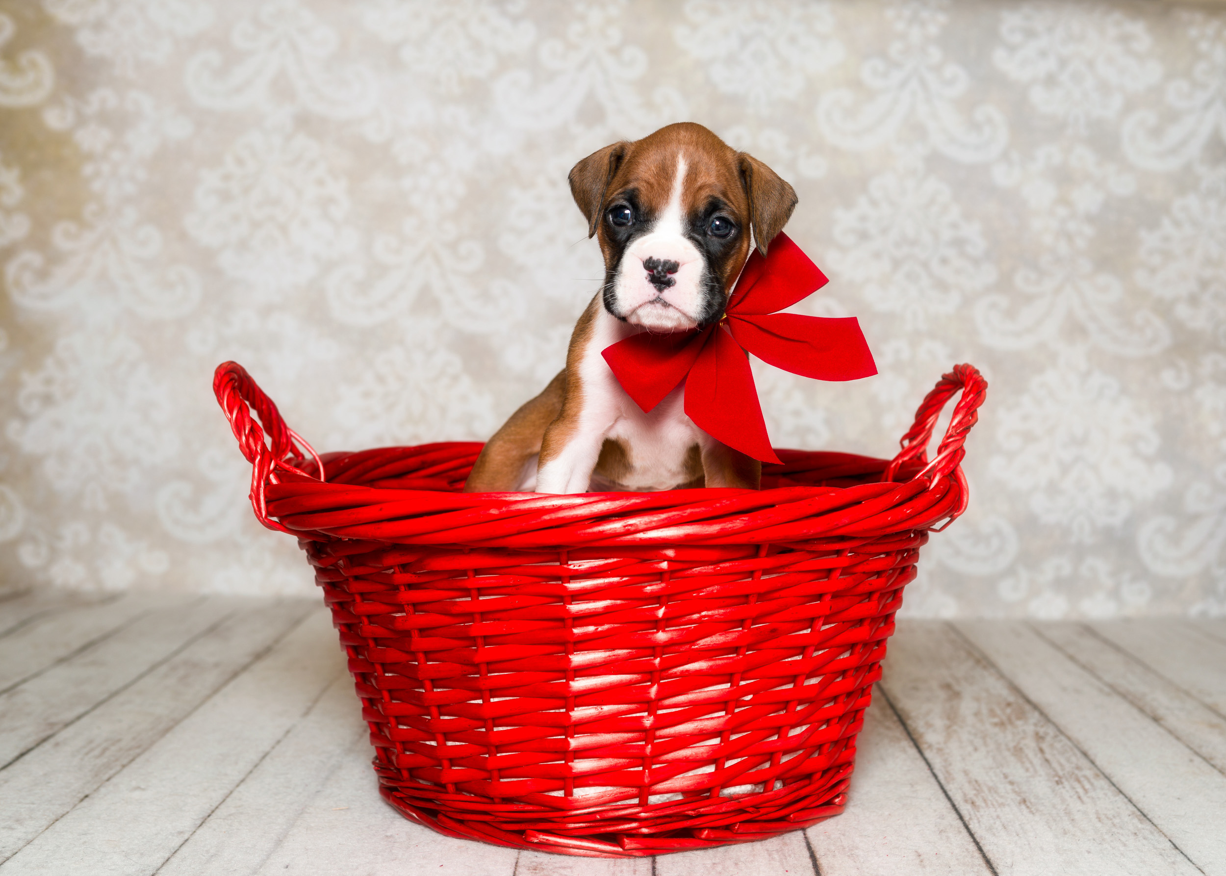 TuRo's Aviator of Fallbrook - 4 Weeks Old Flashy Fawn Boxer Puppy