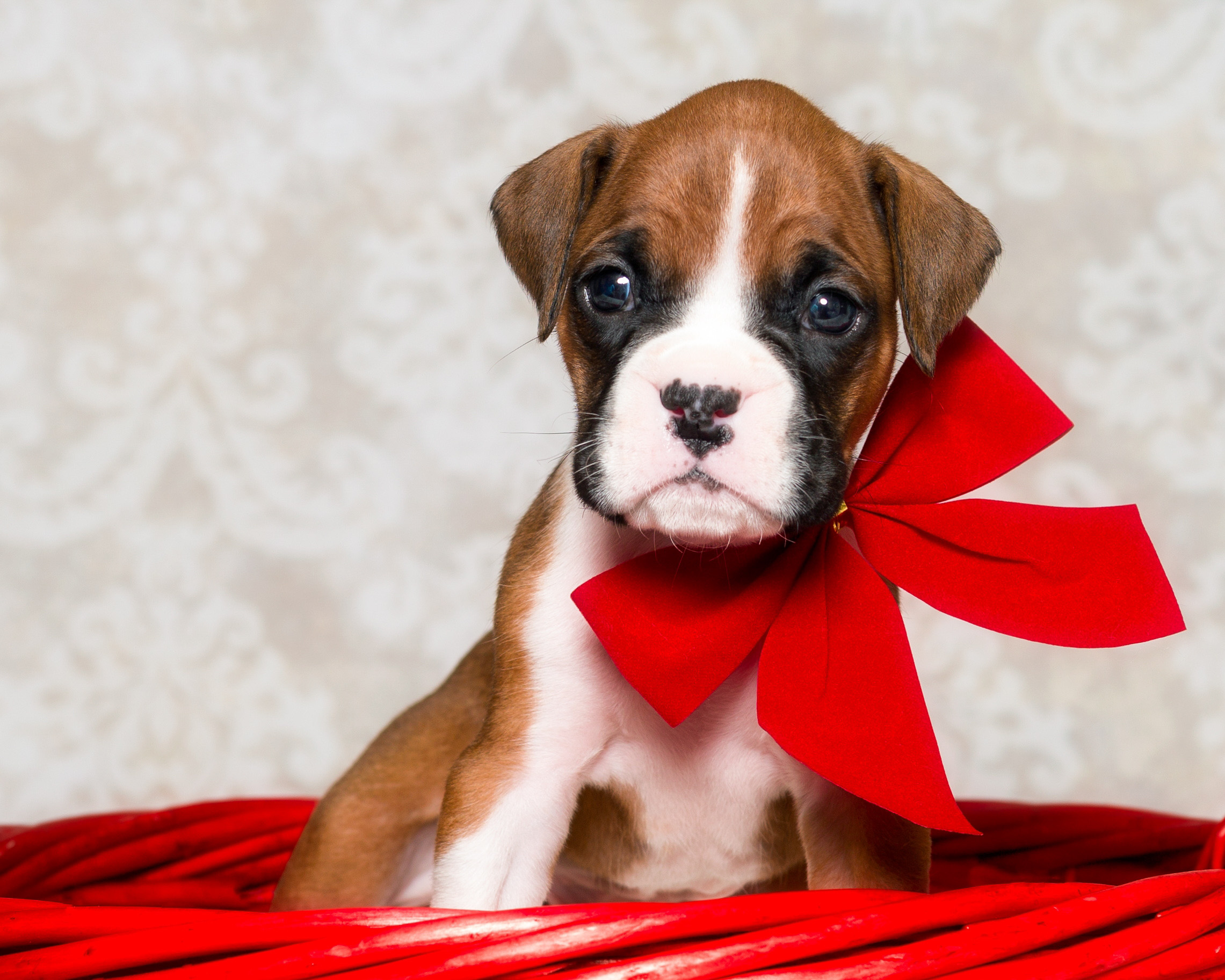 TuRo's Aviator of Fallbrook - 4 Weeks Old Flashy Fawn Boxer Puppy