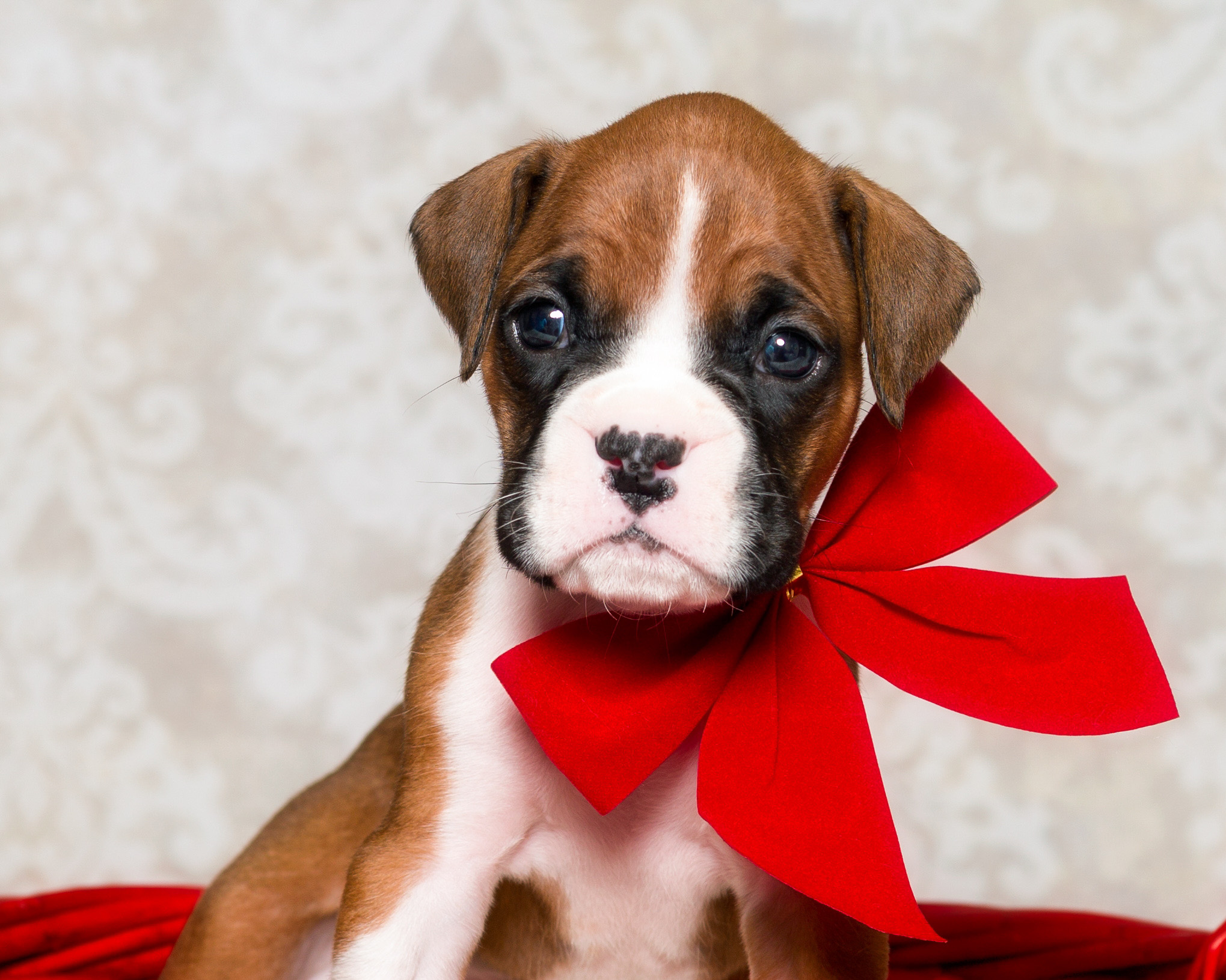 TuRo's Aviator of Fallbrook - 4 Weeks Old Flashy Fawn Boxer Puppy