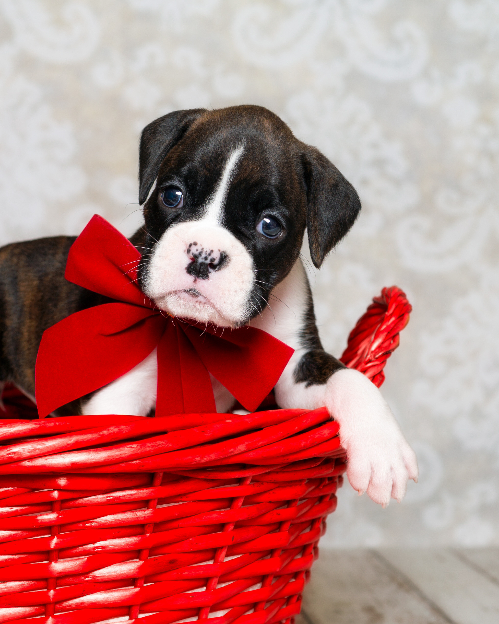 Paris - Fallbrook's Amore Of TuRo 4 Weeks Old - Flashy Brindle Boxer Puppy