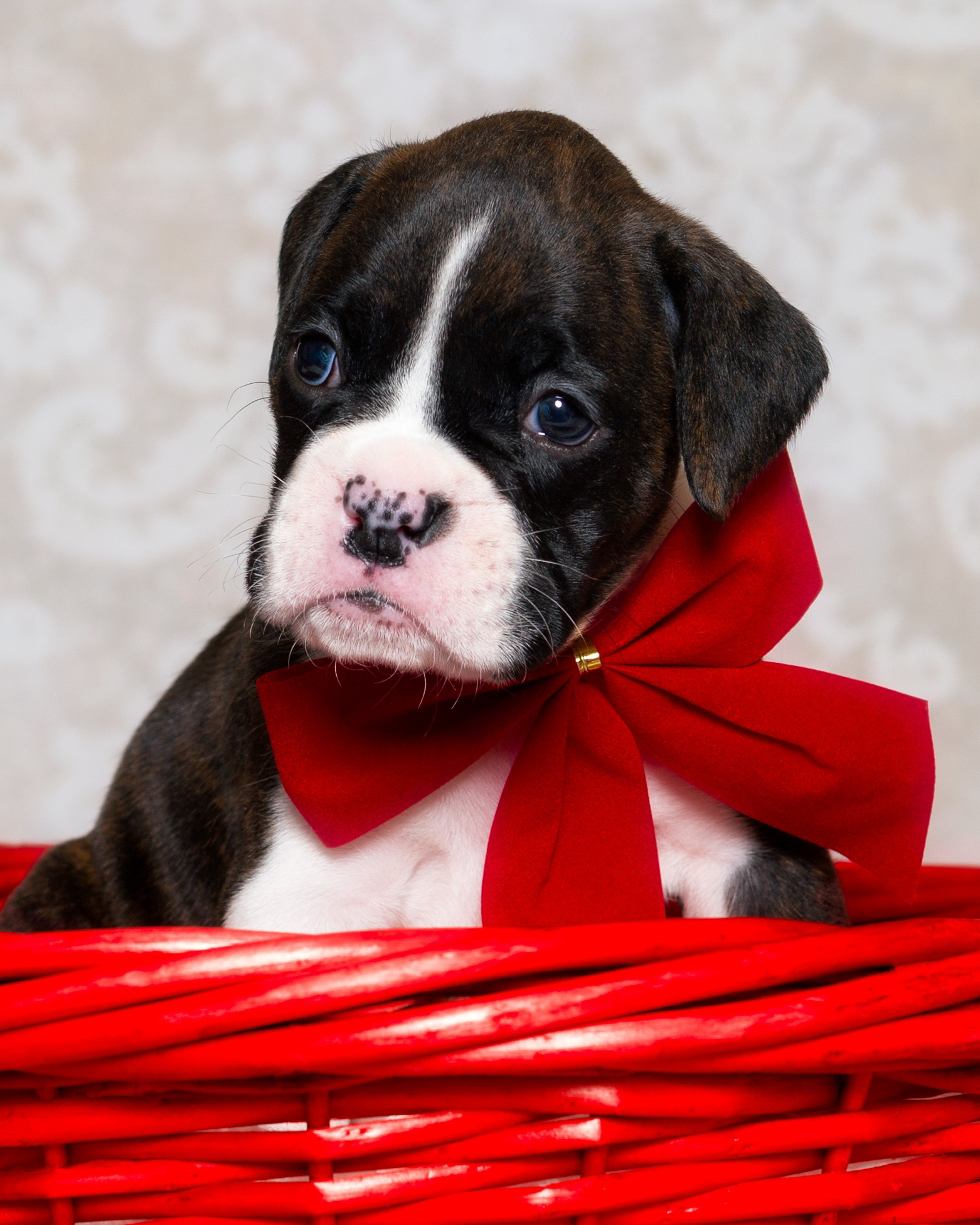 Paris - Fallbrook's Amore Of TuRo 4 Weeks Old - Flashy Brindle Boxer Puppy