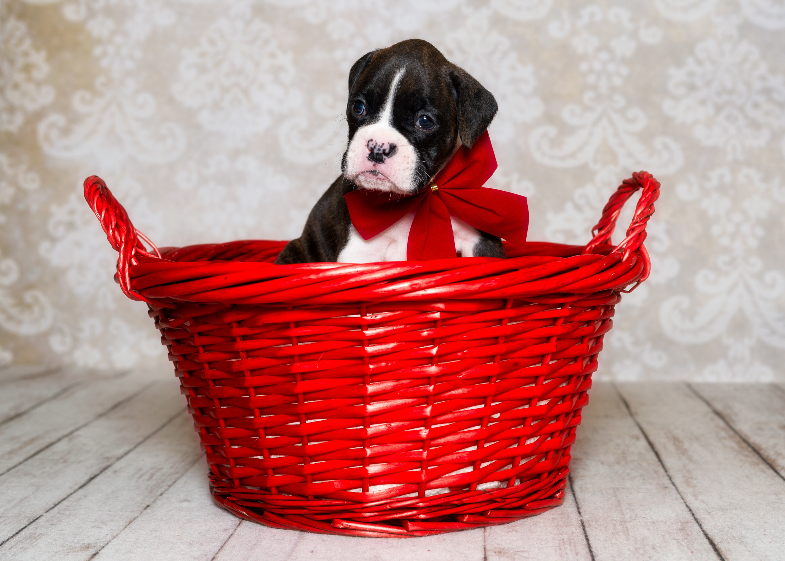 Paris - Fallbrook's Amore Of TuRo 4 Weeks Old - Flashy Brindle Boxer Puppy