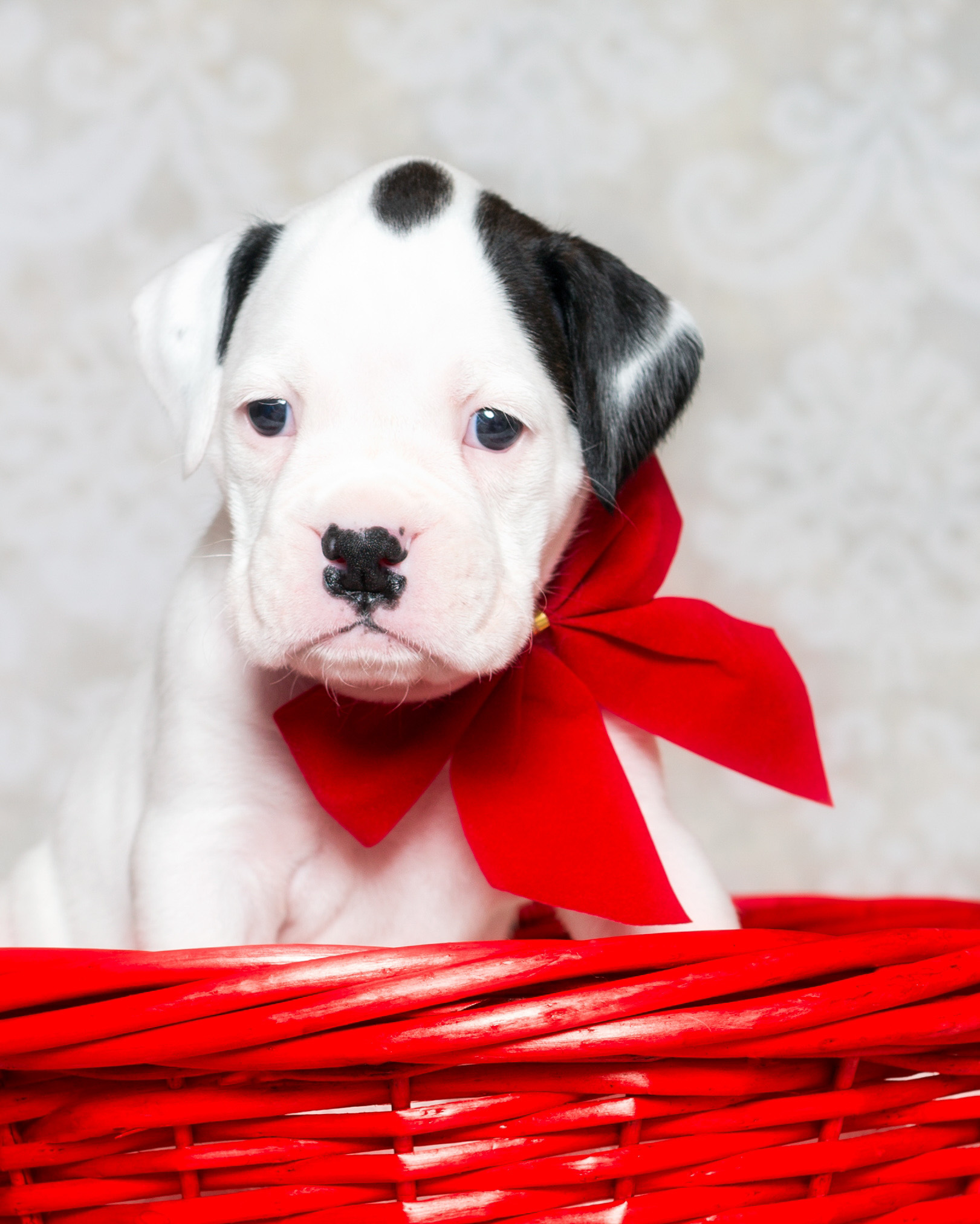 Brodie - Fallbrook's Atlas Of TuRo 4 Weeks Old - White With Brindle Markings Boxer Puppy