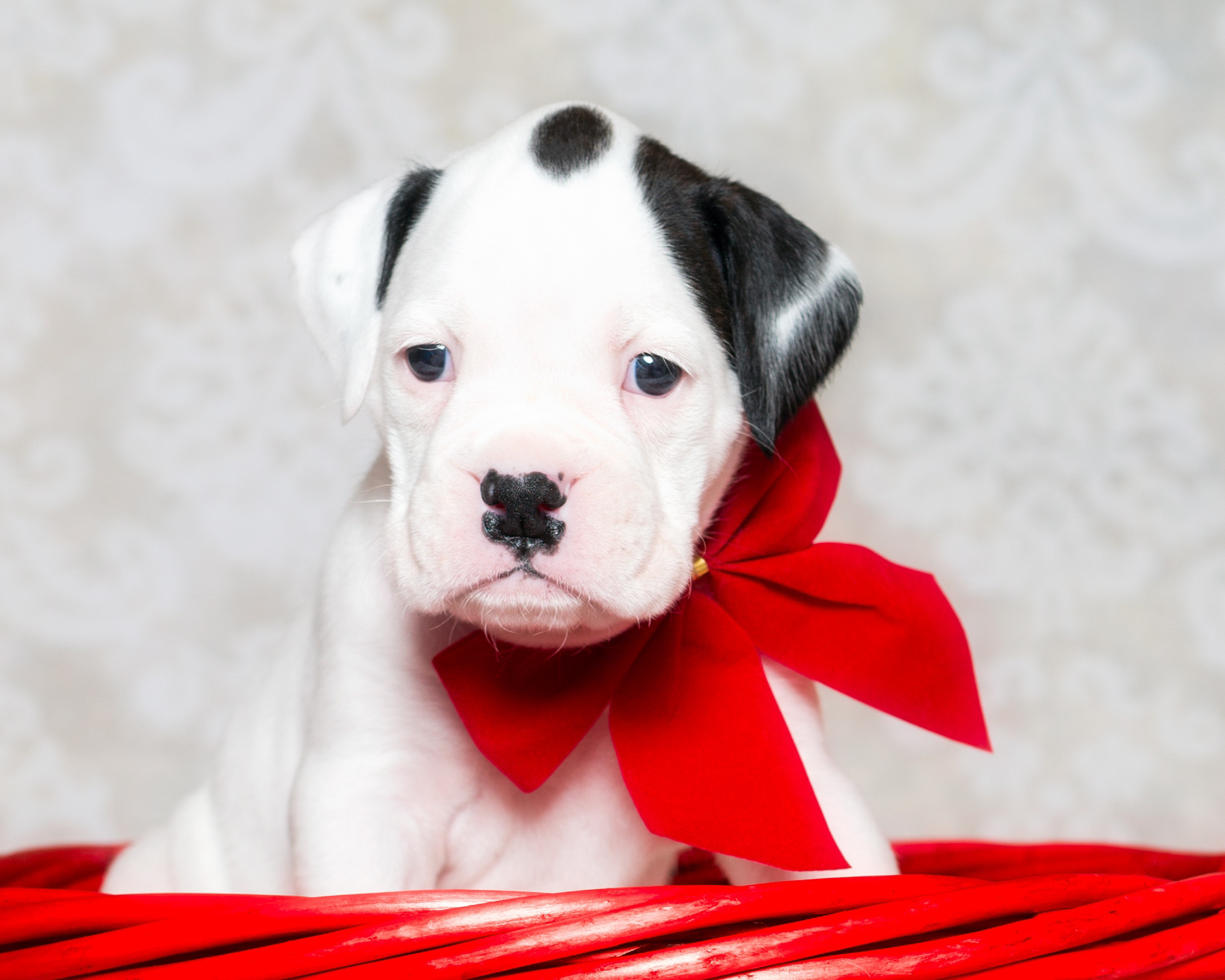 Brodie - Fallbrook's Atlas Of TuRo 4 Weeks Old - White With Brindle Markings Boxer Puppy