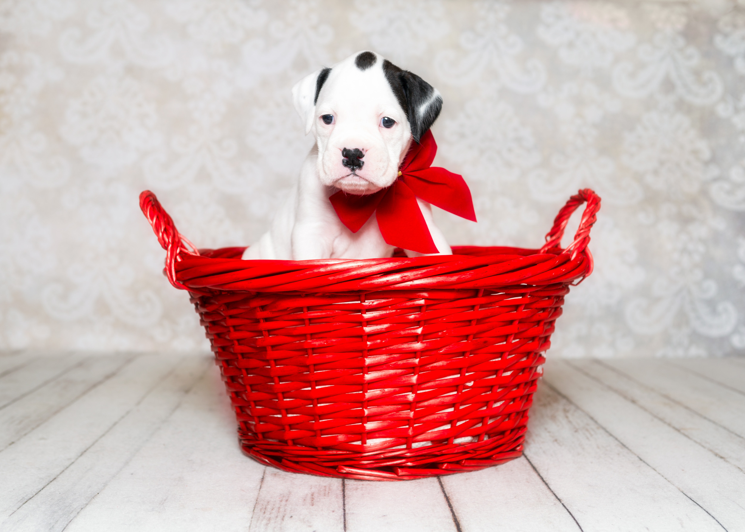 Brodie - Fallbrook's Atlas Of TuRo 4 Weeks Old - White With Brindle Markings Boxer Puppy