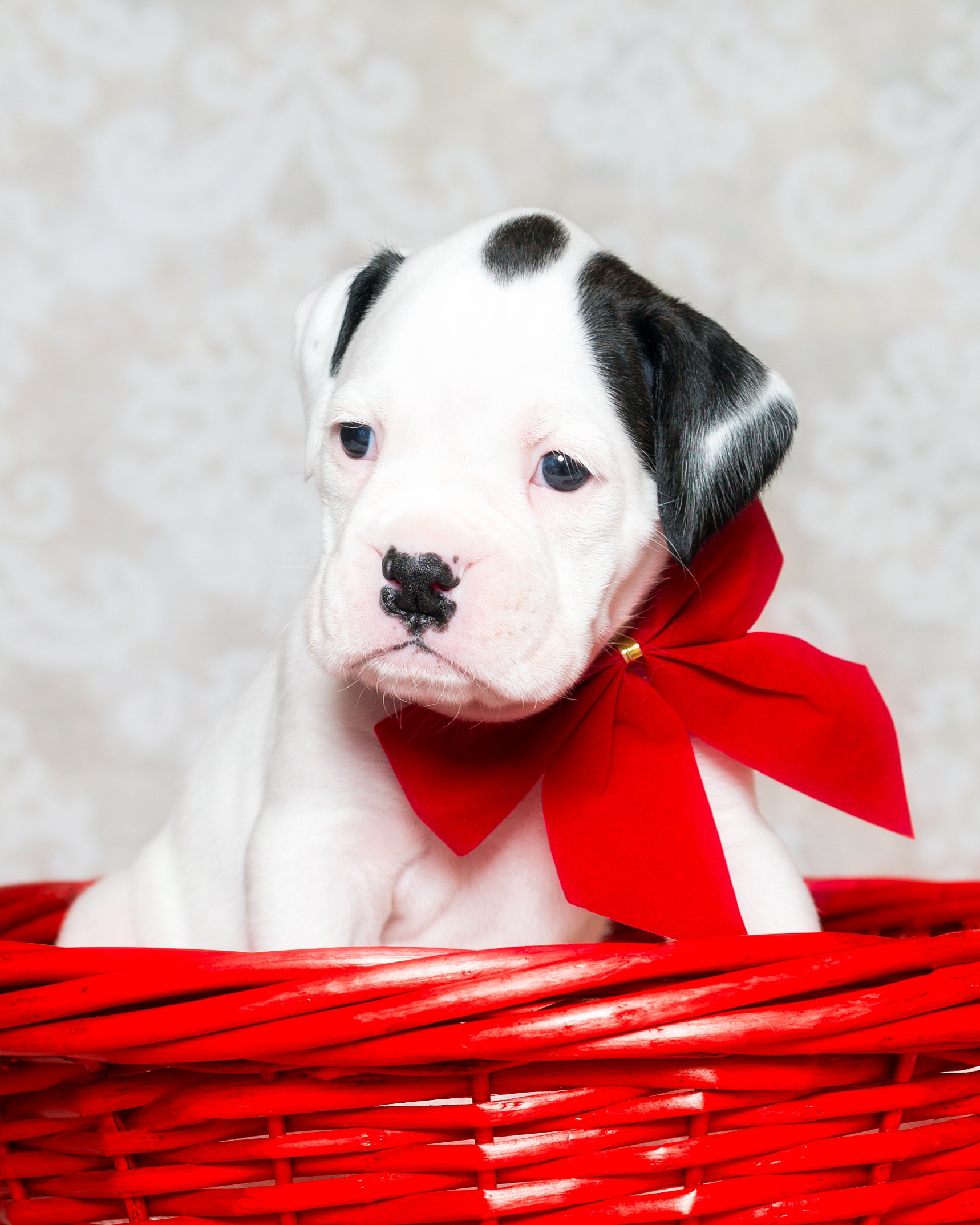 Brodie - Fallbrook's Atlas Of TuRo 4 Weeks Old - White With Brindle Markings Boxer Puppy