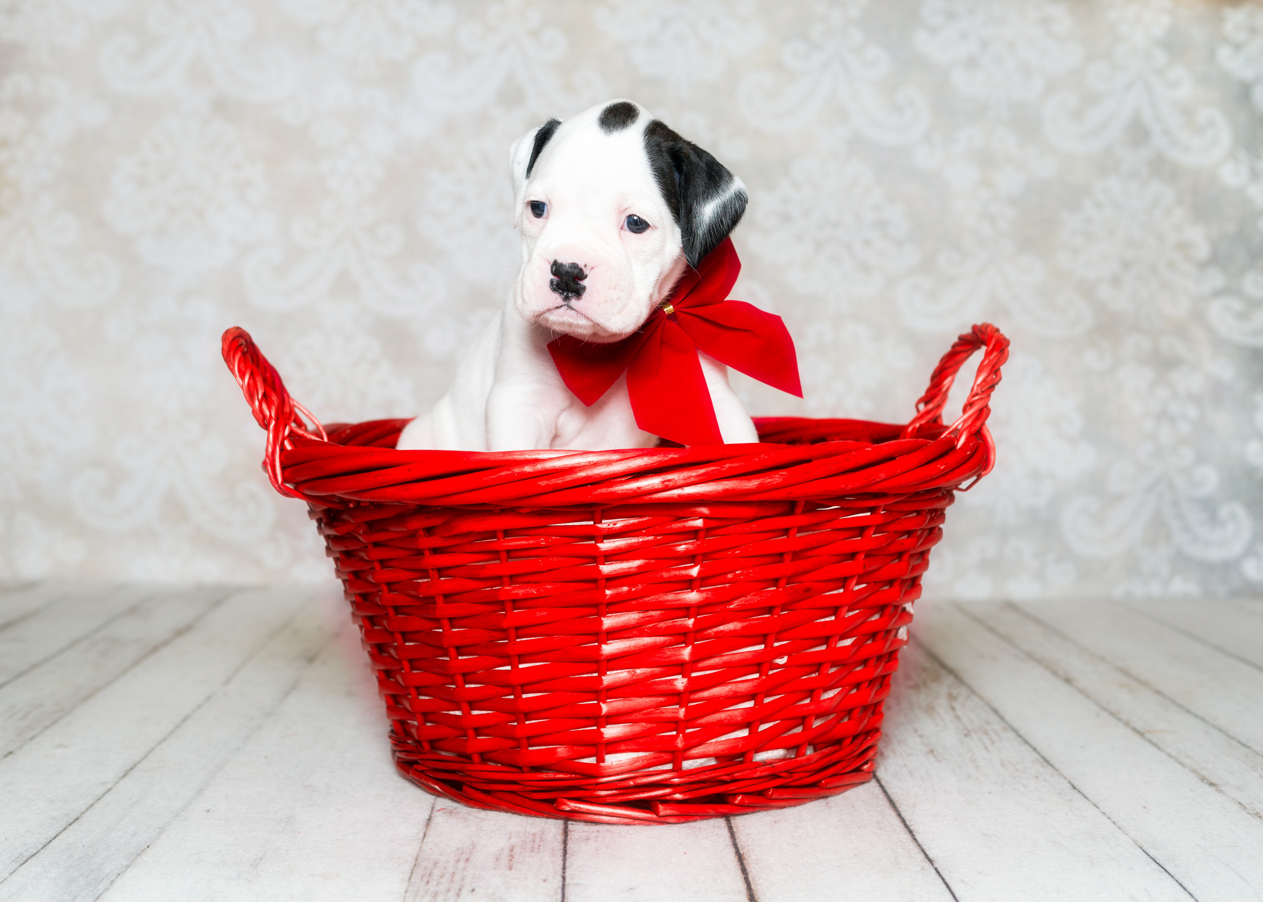 Brodie - Fallbrook's Atlas Of TuRo 4 Weeks Old - White With Brindle Markings Boxer Puppy