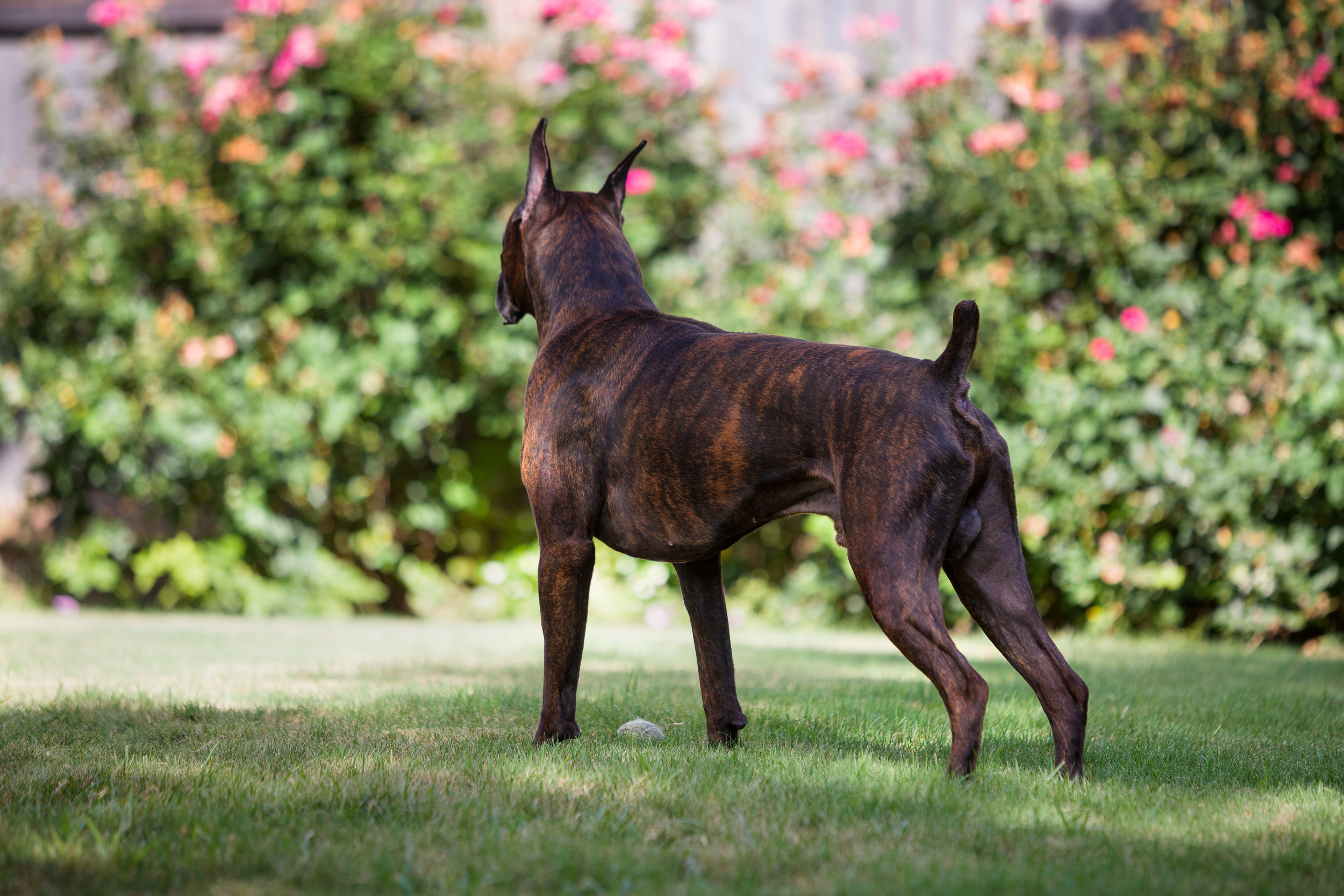 Duke - TuRo's Duke of Hazard