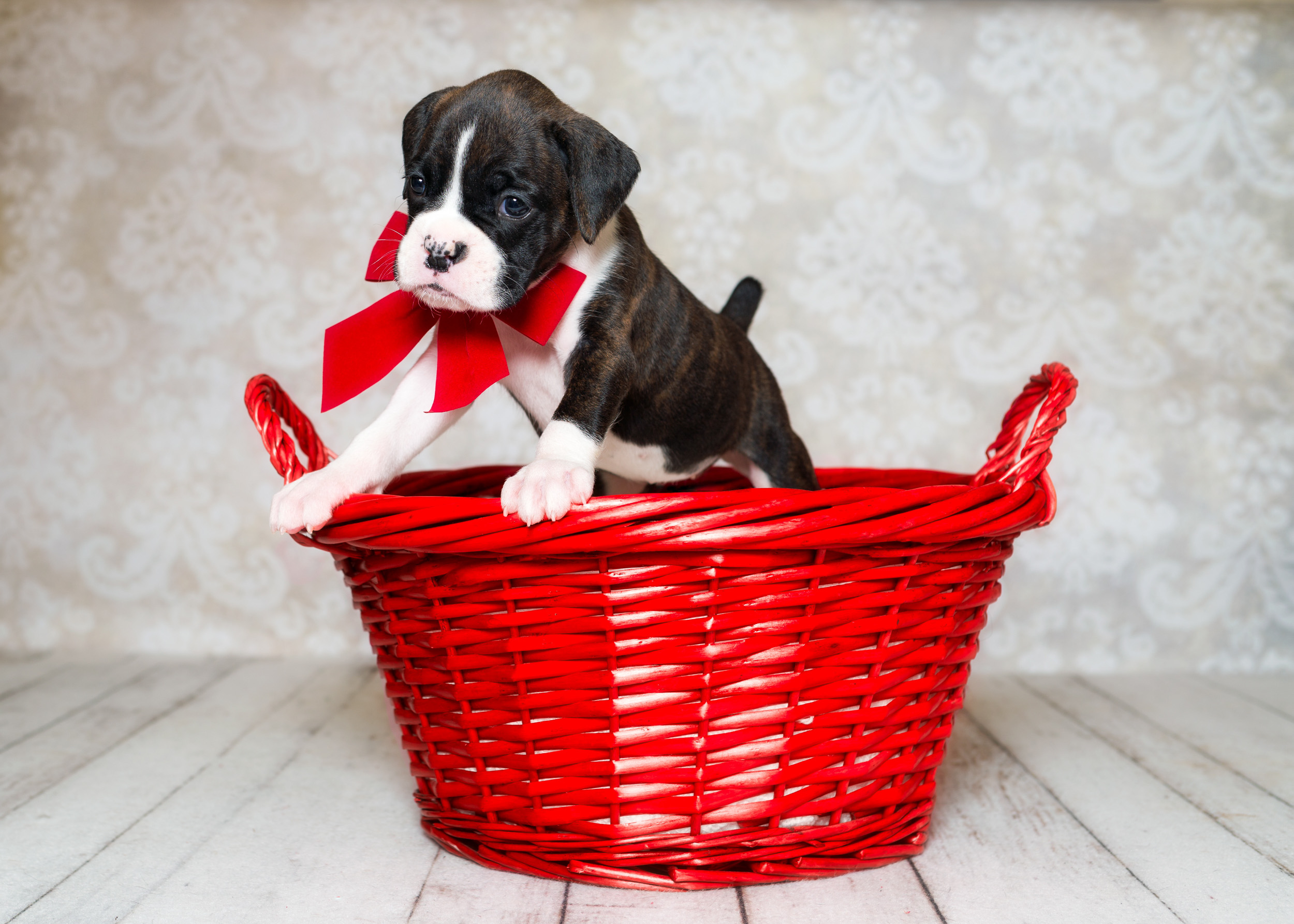 Paris - Fallbrook's Amore Of TuRo 4 Weeks Old - Flashy Brindle Boxer Puppy