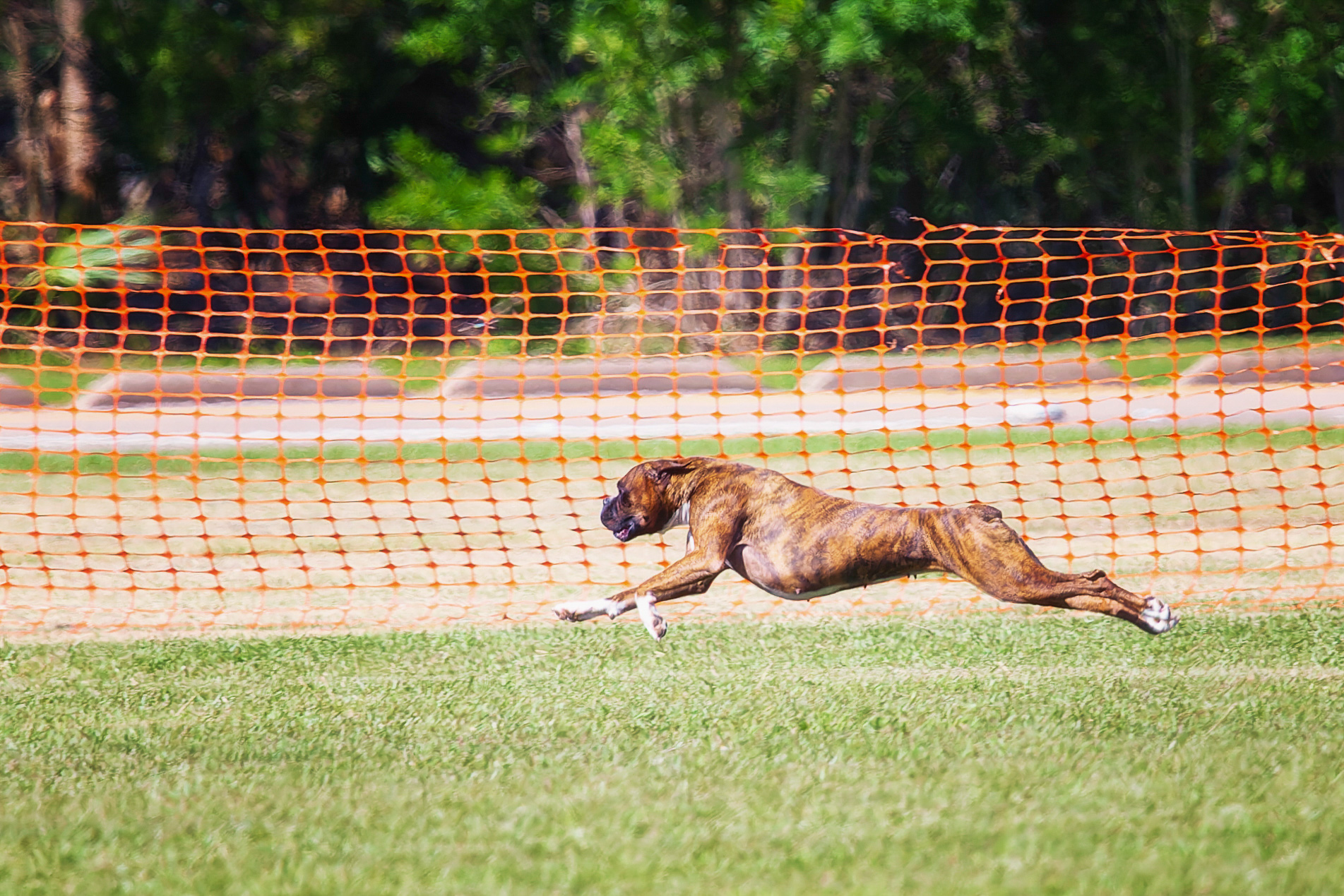 Sable - Quinney's Who's That Girl At Fallbrook - Lure Coursing