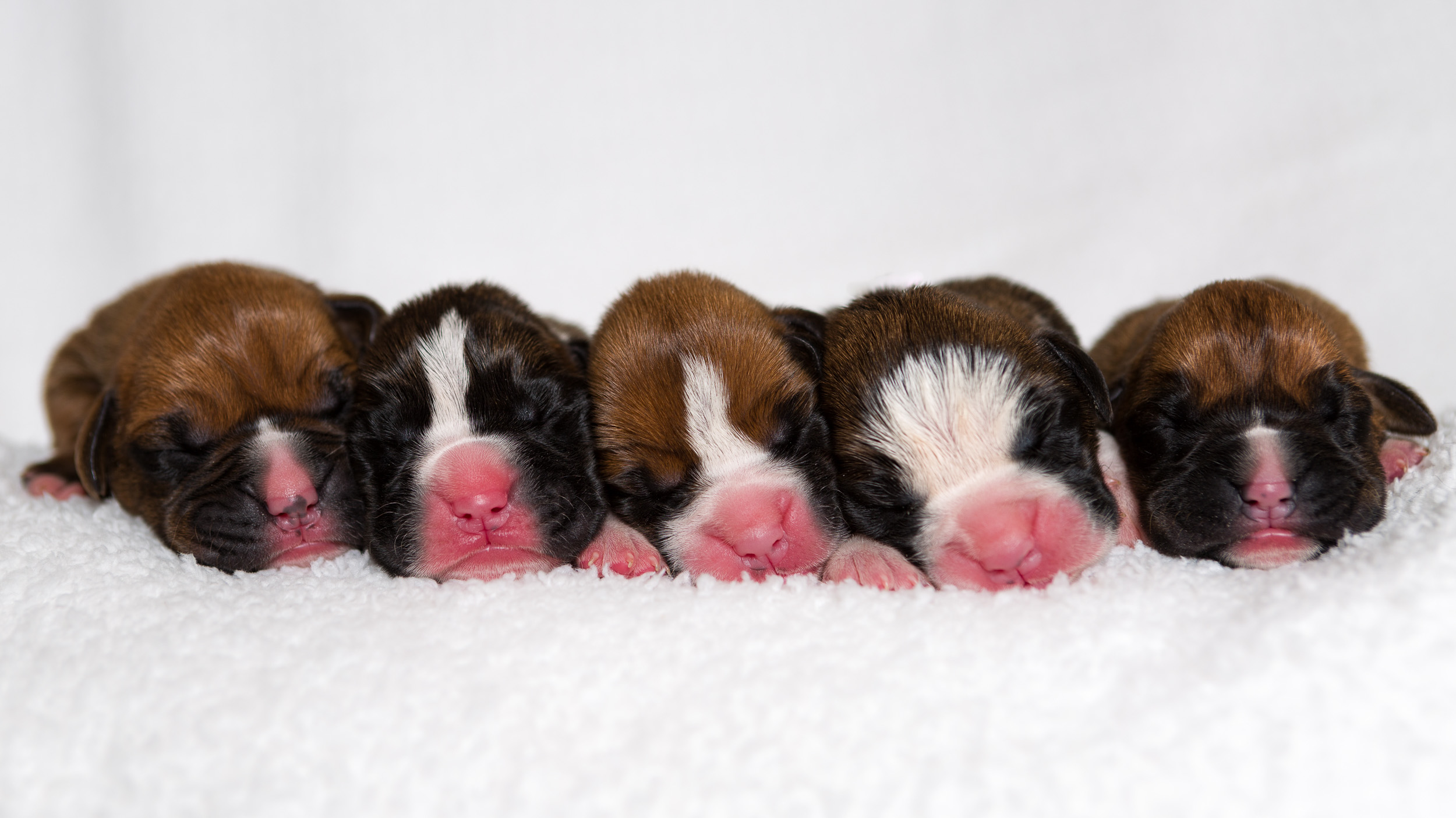 Skye x Trooper Litter - Newborn Boxer Group  
(L to R) Zeke, Mojo, Tucker, Charlie, Roxie
