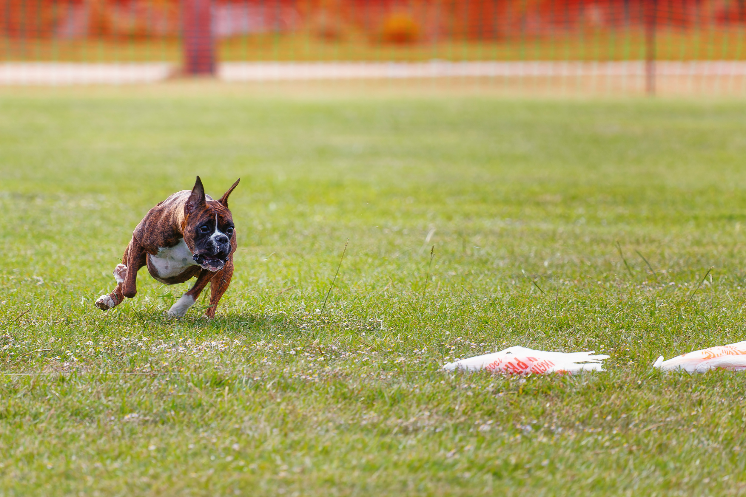 Sable - Quinney's Who's That Girl At Fallbrook - Lure Coursing