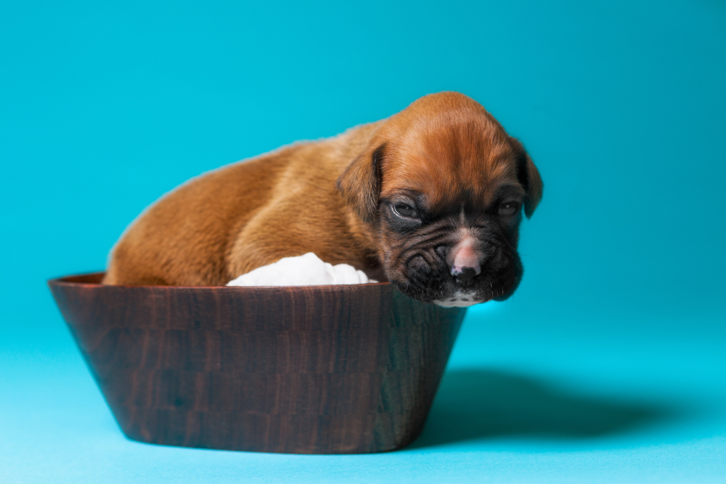 Zeke - 2 Weeks Old - Classic Fawn Boxer Puppy