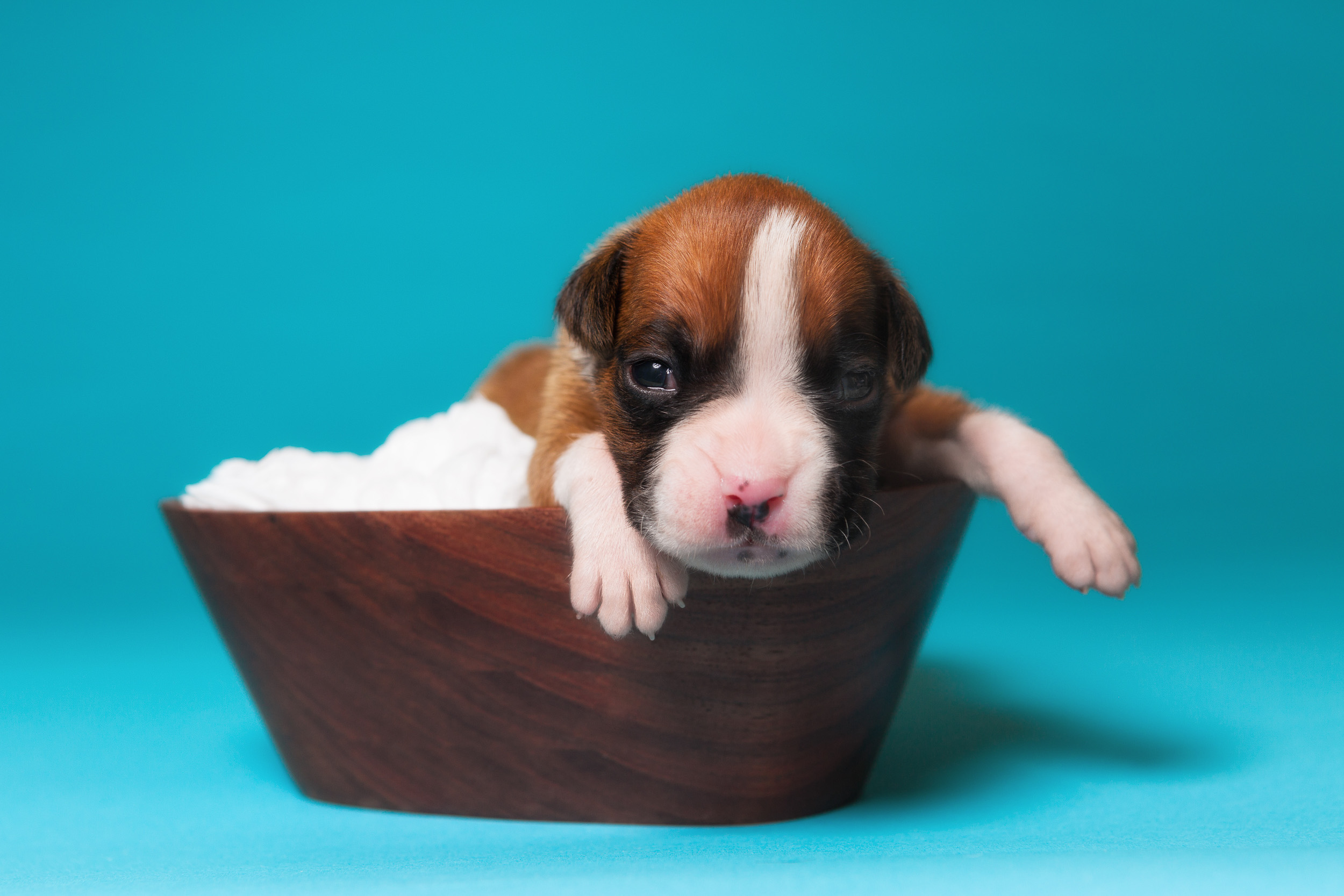 Tucker - 2 Weeks Old - Flashy Fawn Boxer Puppy