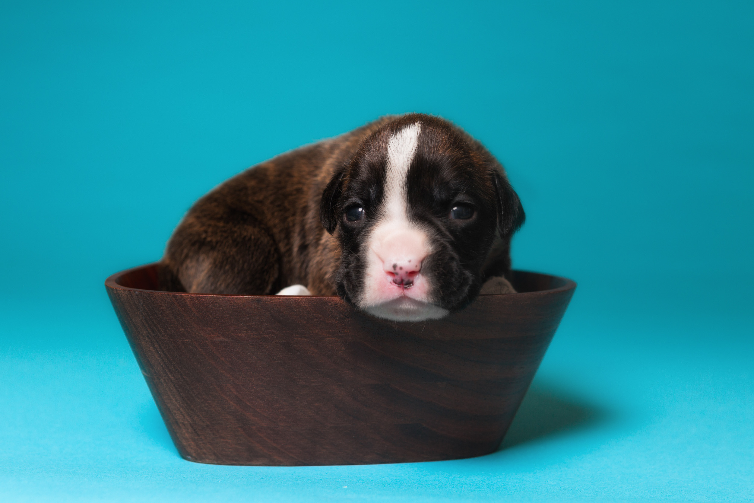 Mojo - 2 Weeks Old - Flashy Brindle Boxer Puppy