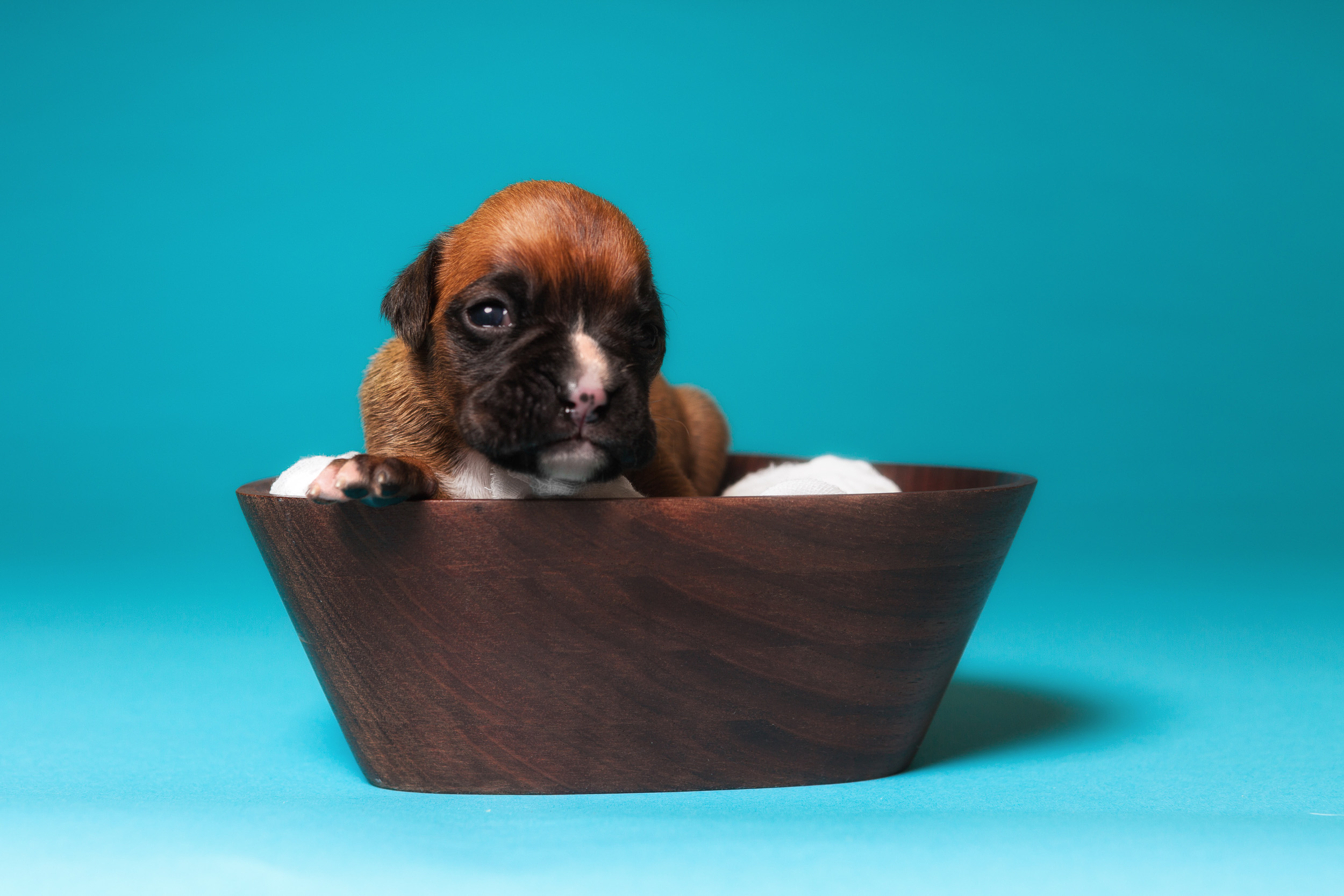 Roxie - 2 Weeks Old - Classic Fawn Boxer Puppy