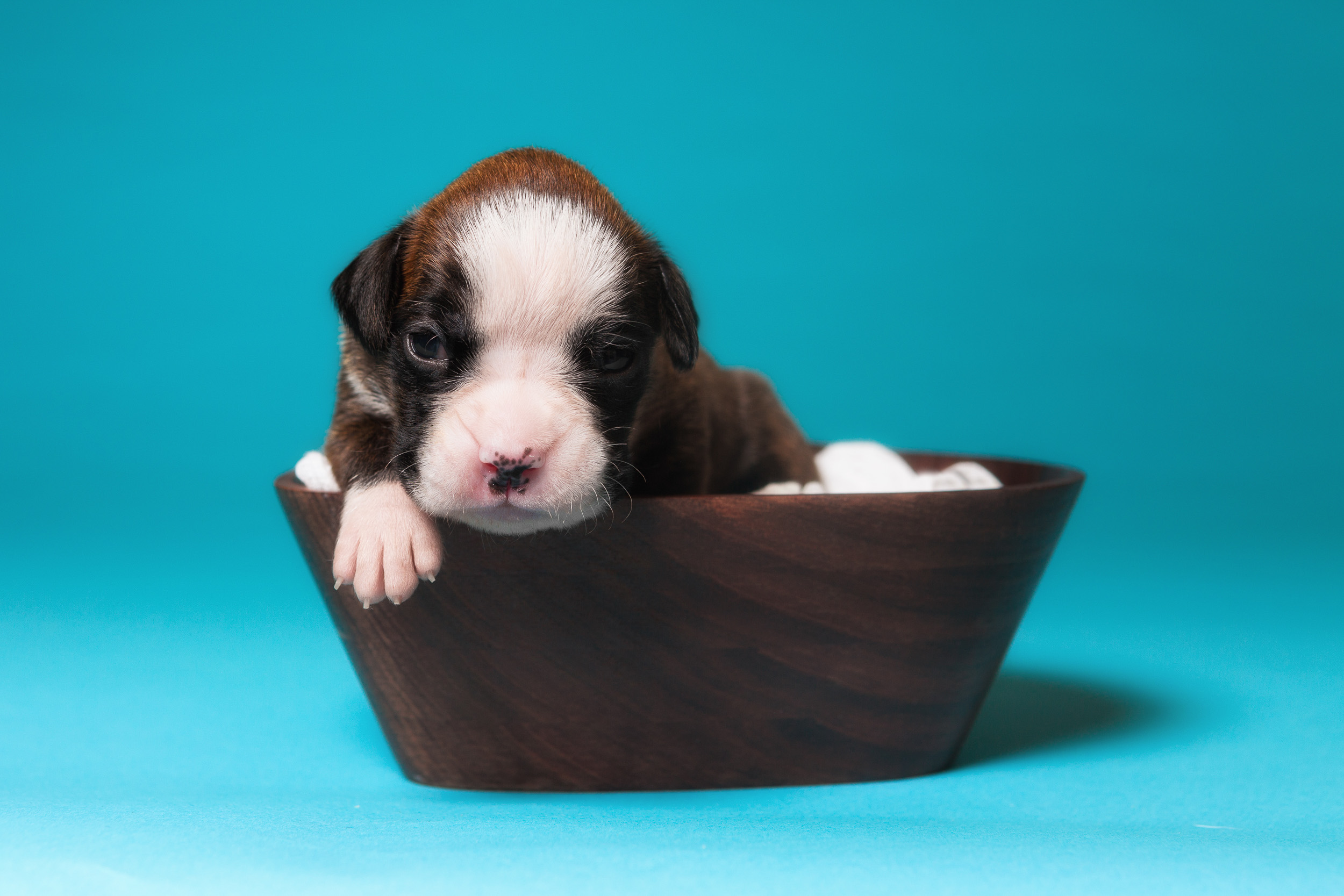 Charlie - 2 Weeks Old - Flashy Brindle Boxer Puppy