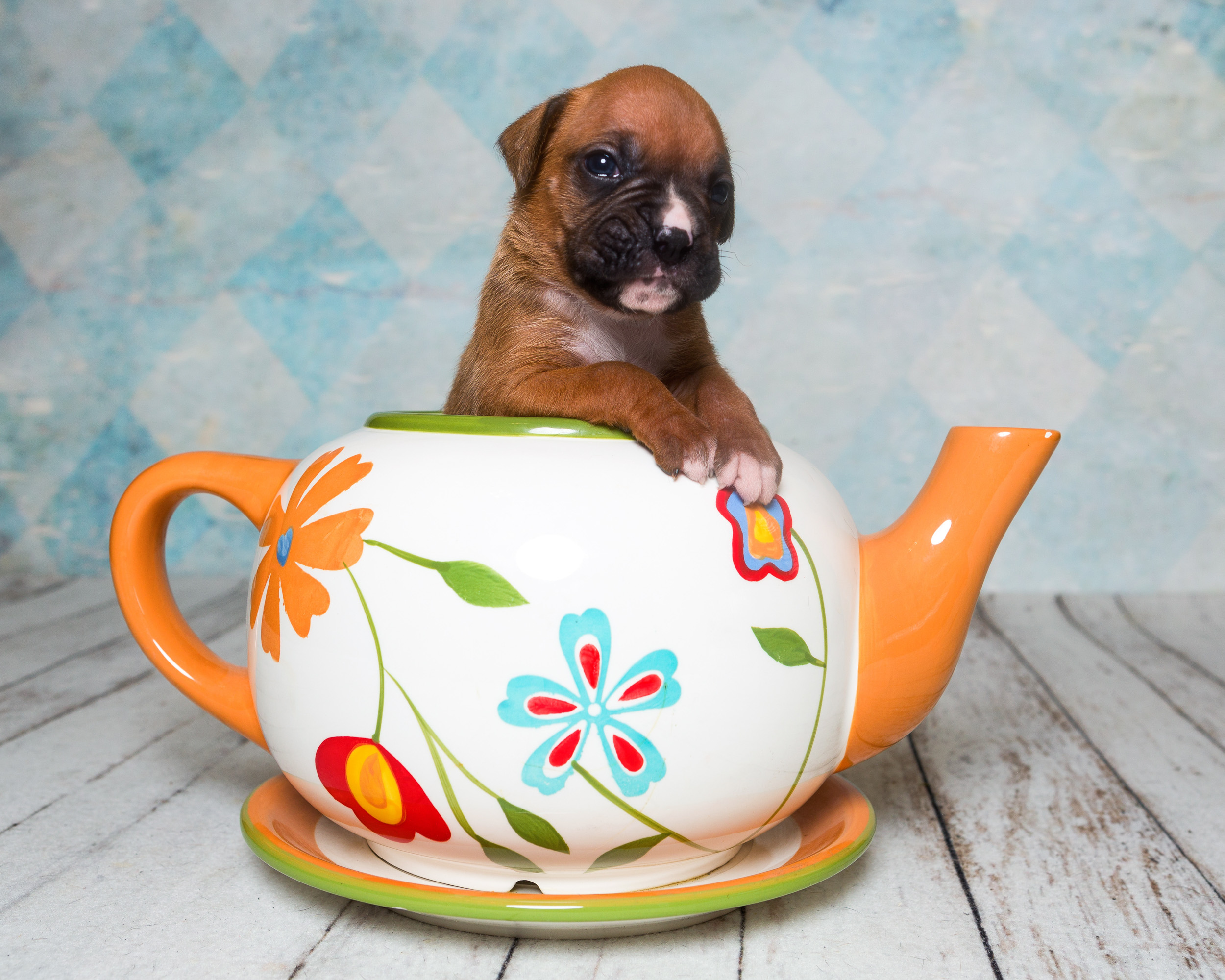 Zeke - 3 Weeks Old - Classic Fawn Boxer Puppy