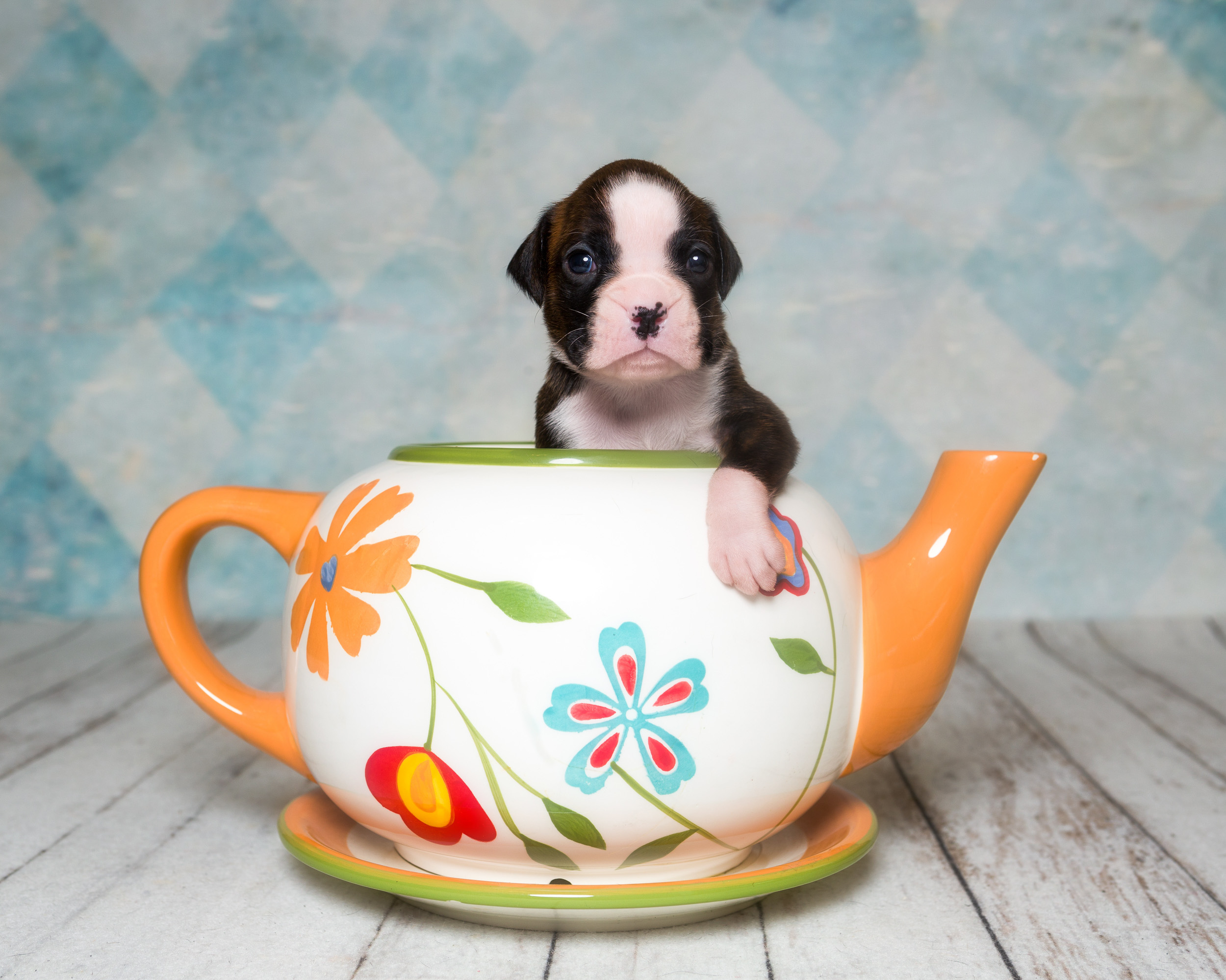 Charlie - 3 Weeks Old - Flashy Brindle Boxer Puppy