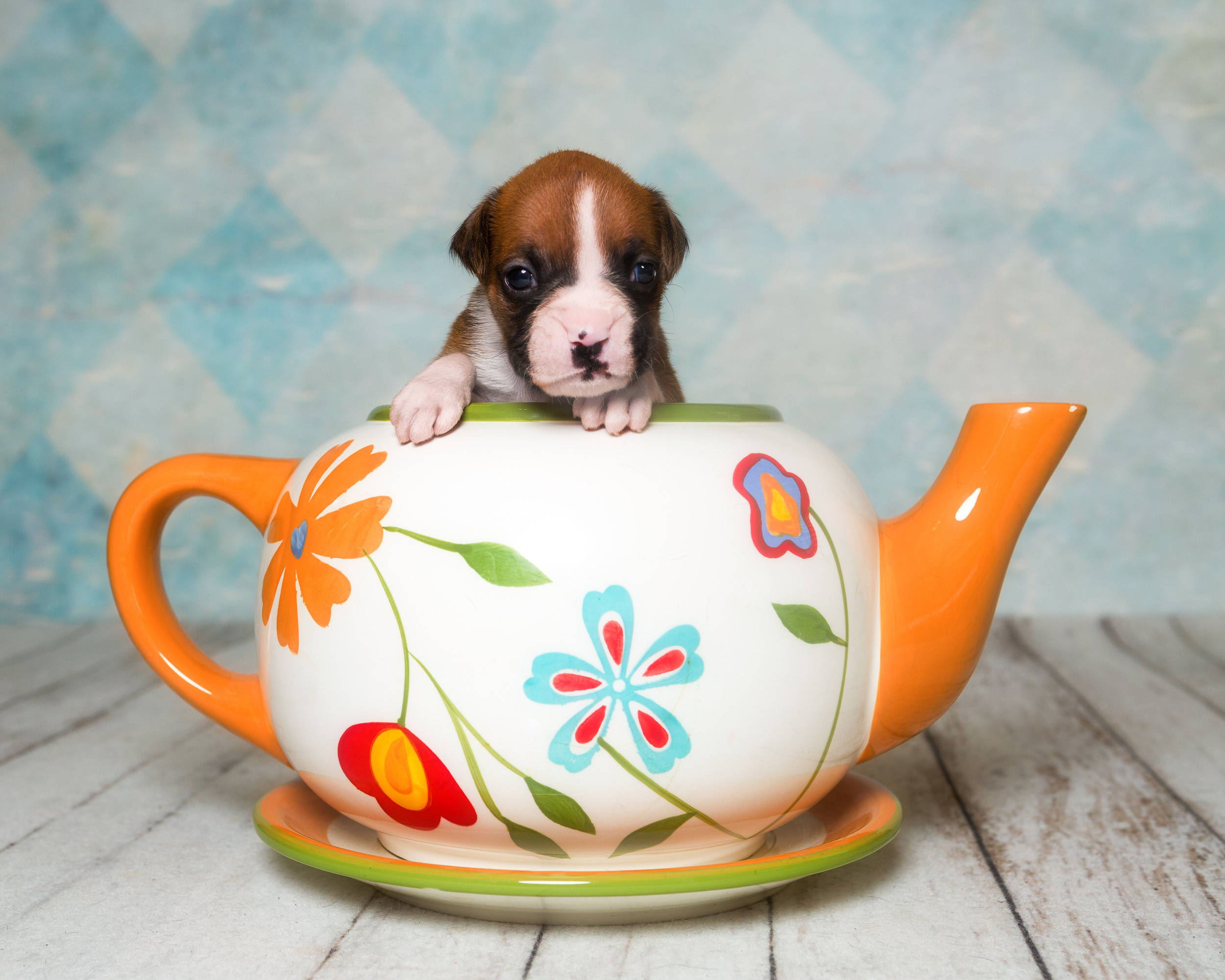 Tucker - 3 Weeks Old - Flashy Fawn Boxer Puppy