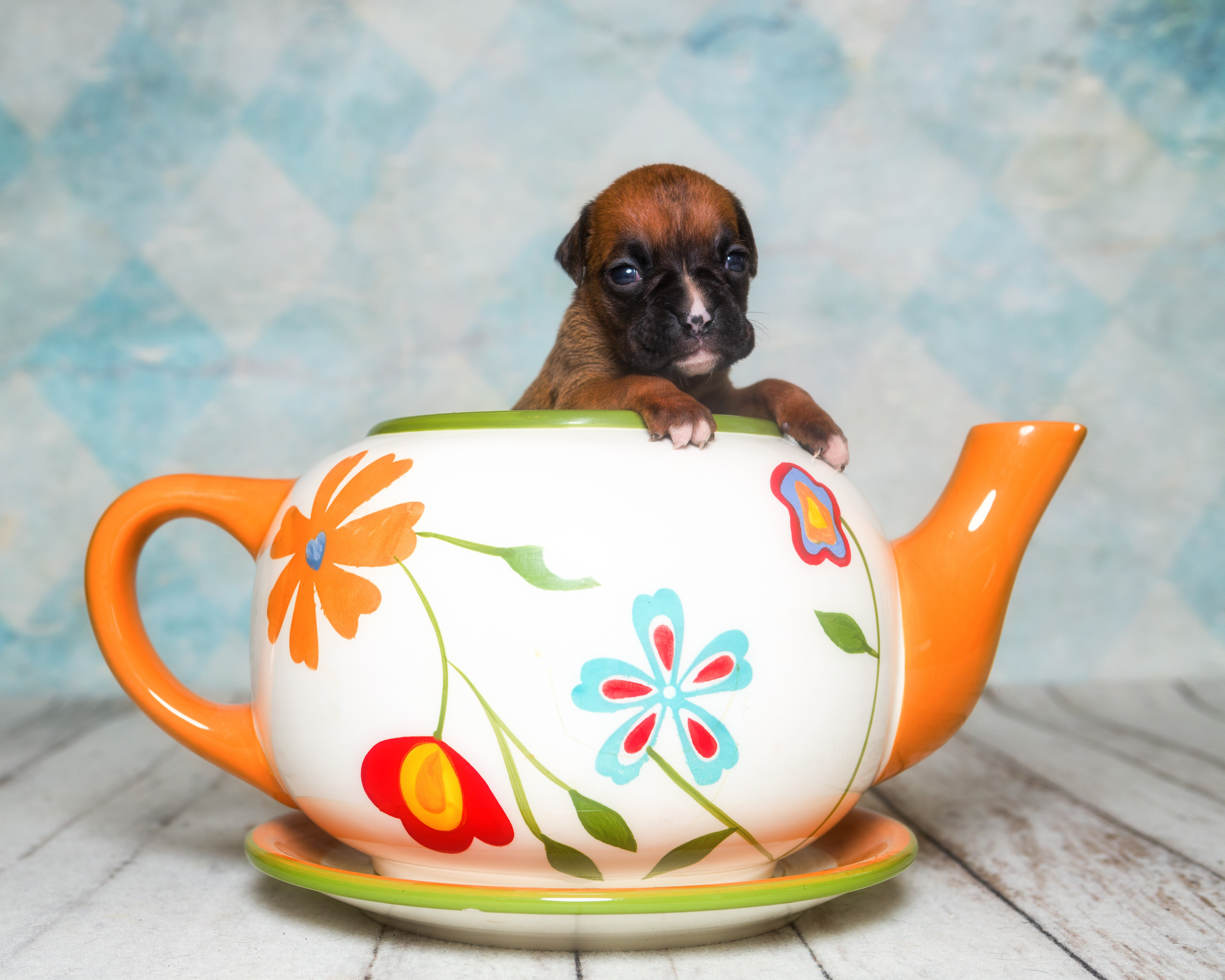 Roxie - 3 Weeks Old - Classic Fawn Boxer Puppy