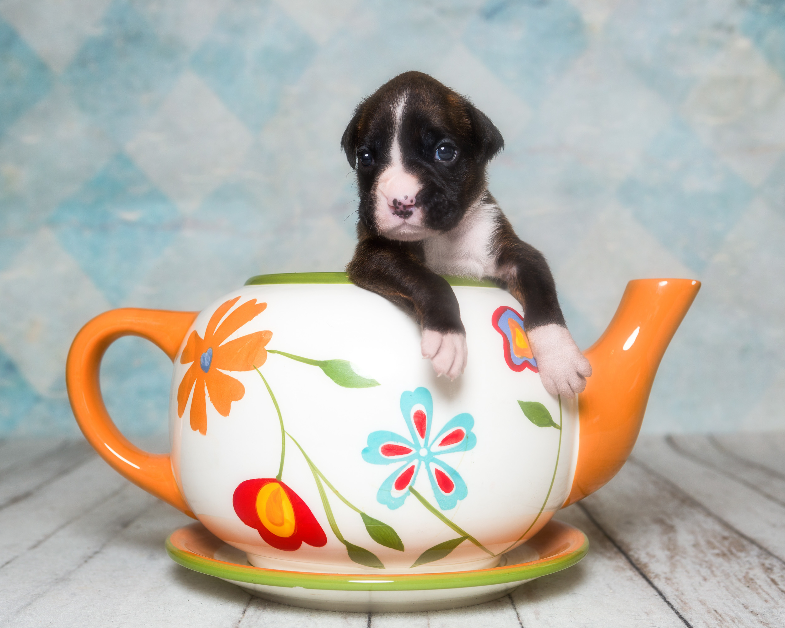 Mojo - 3 Weeks Old - Flashy Brindle Boxer Puppy