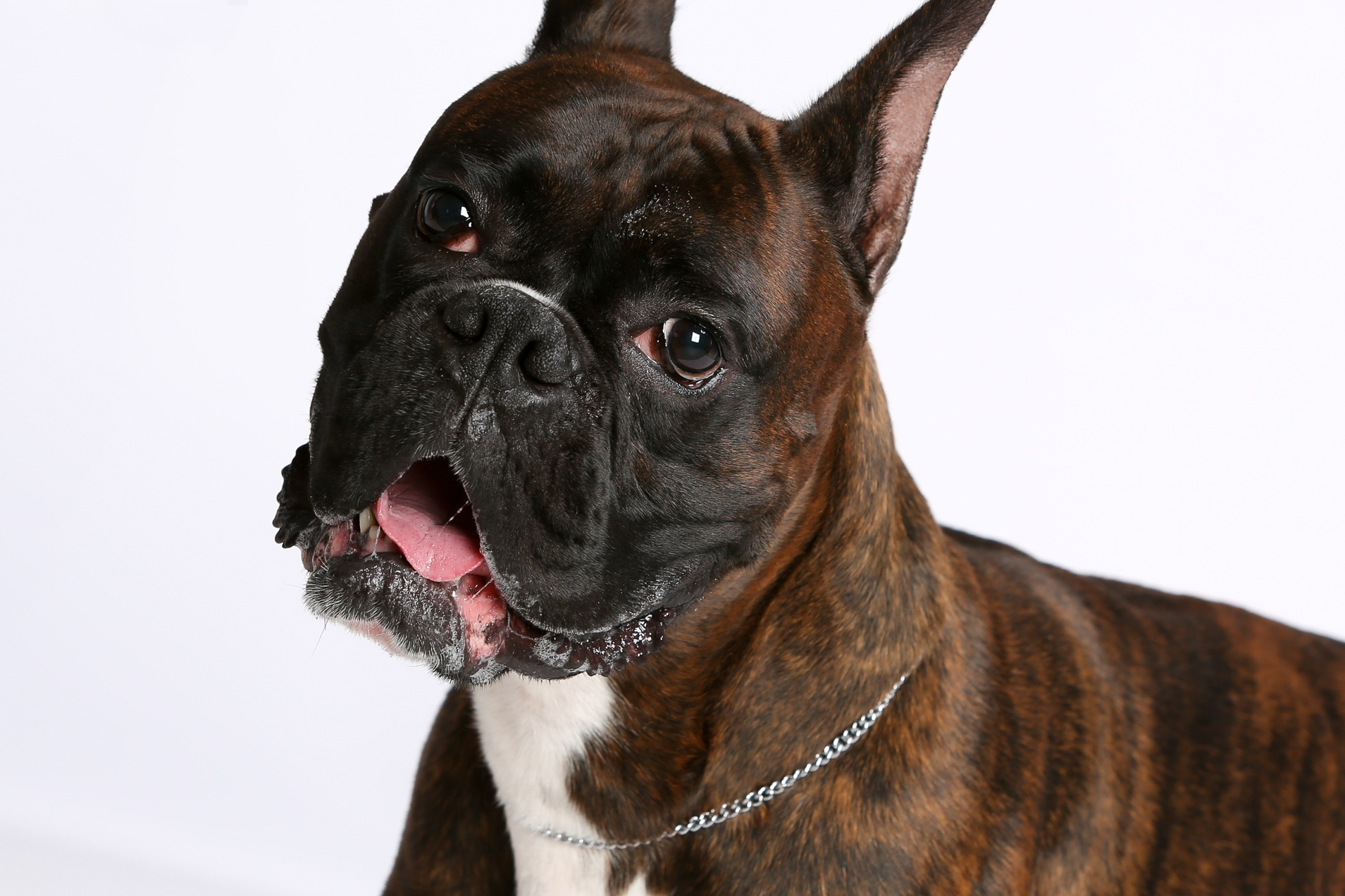 Duke - TuRo's Duke of Hazard