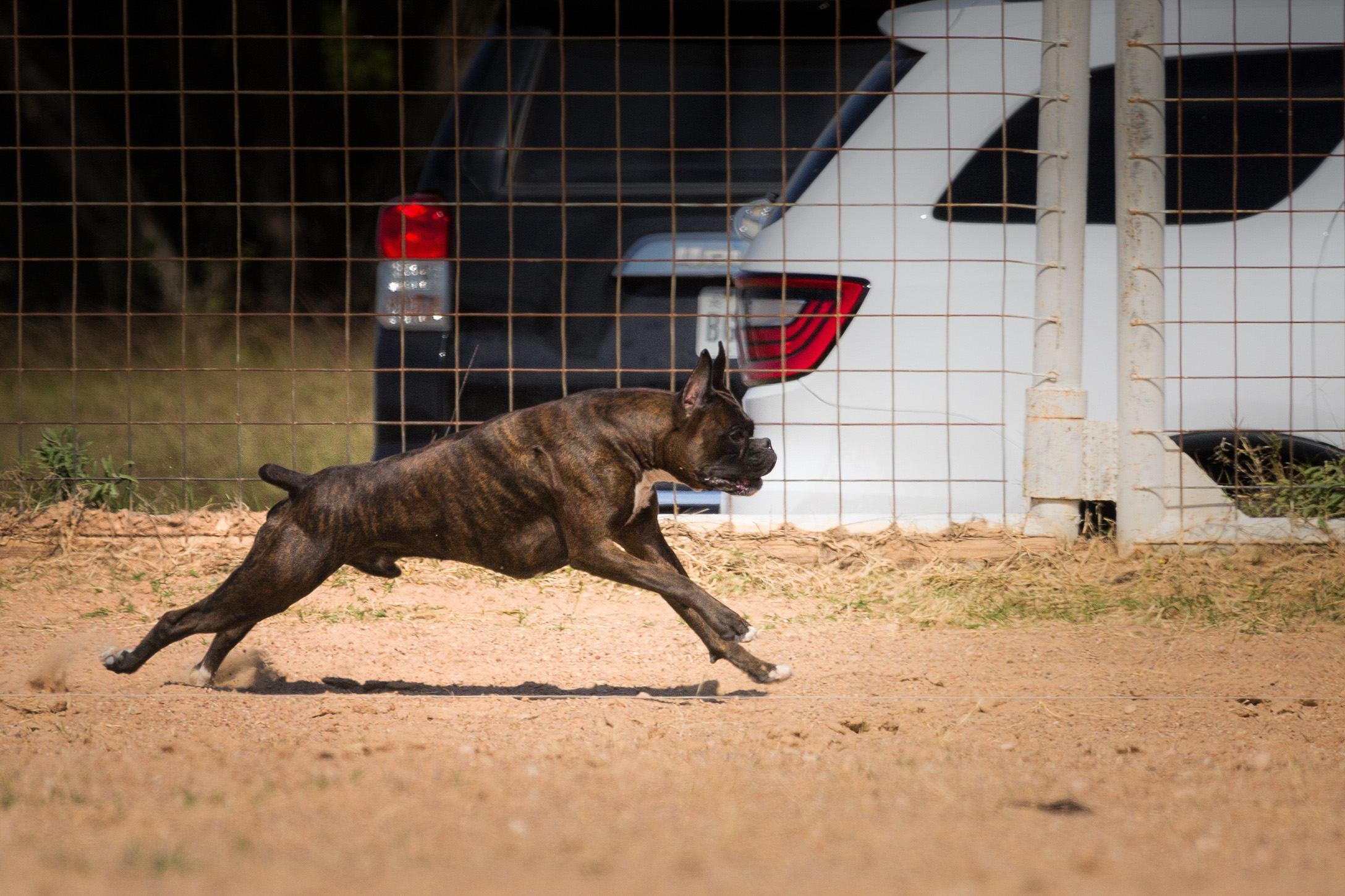 Duke - TuRo's Duke of Hazard - Lure Coursing