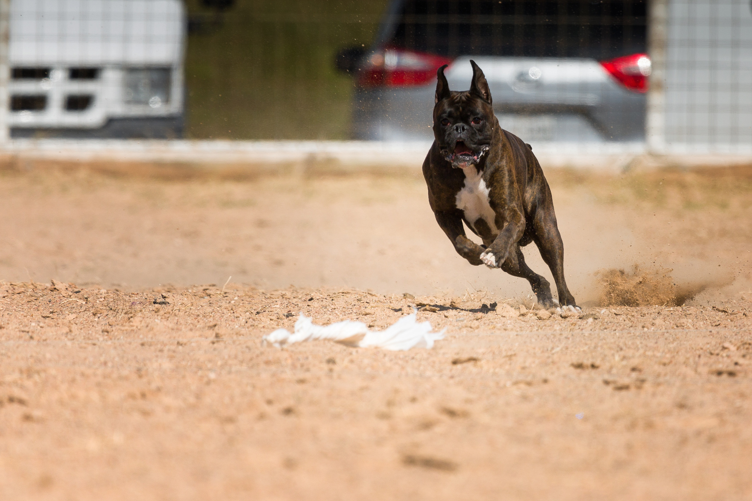 Duke - TuRo's Duke of Hazard - Lure Coursing