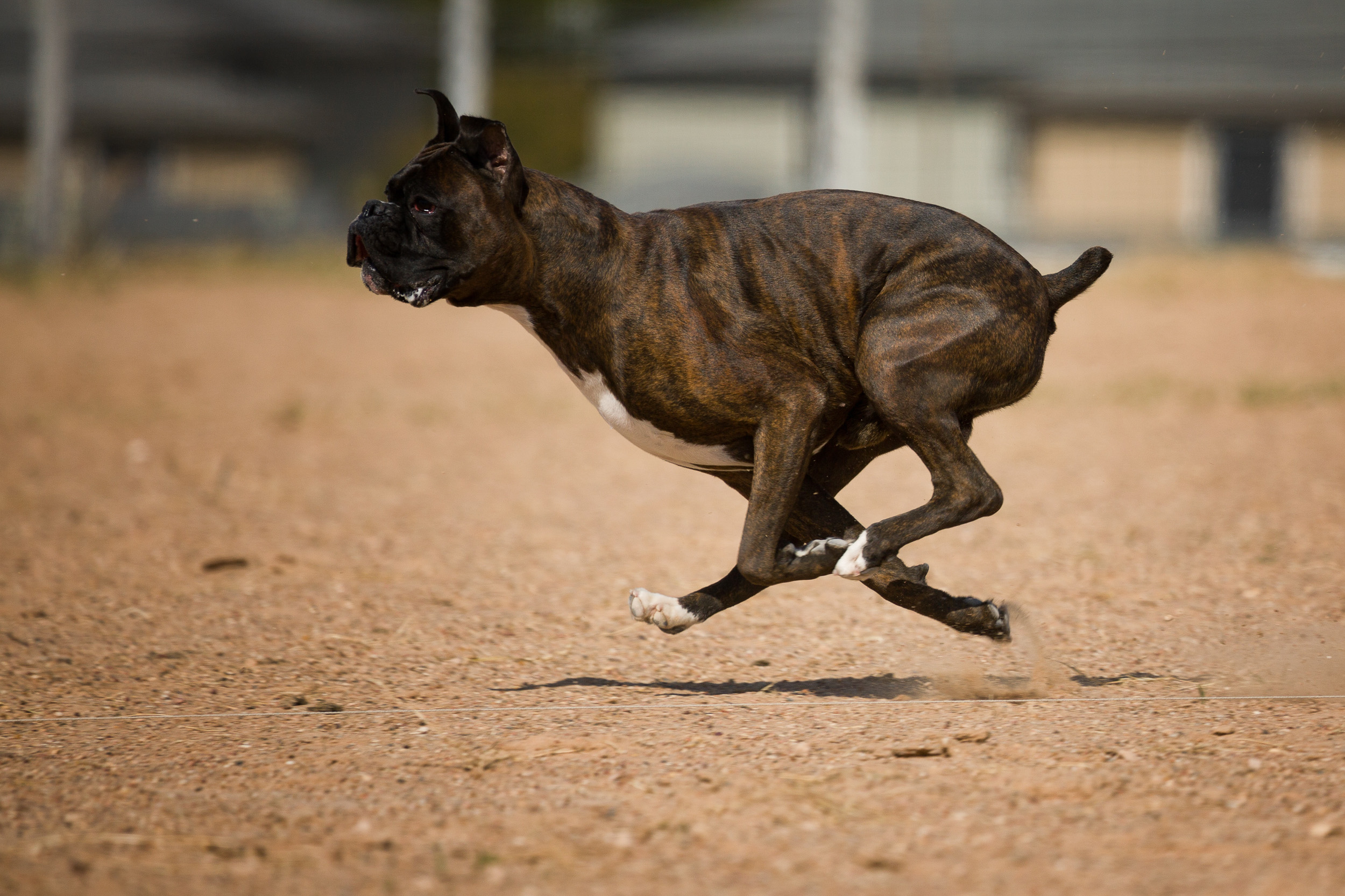 Duke - TuRo's Duke of Hazard - Lure Coursing