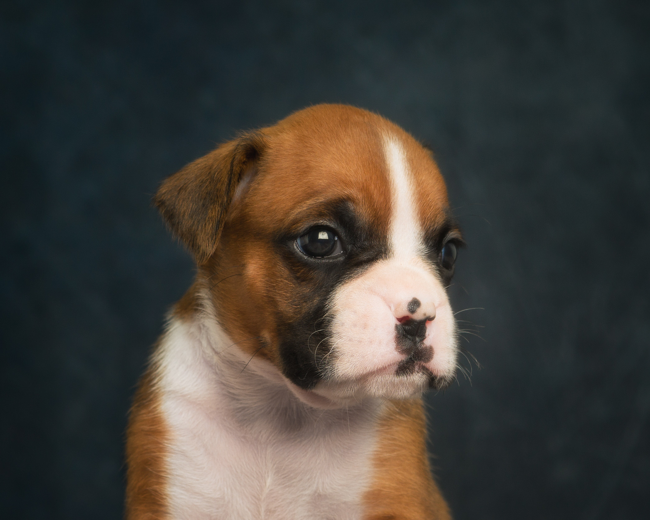 Tucker - 4 Weeks Old - Flashy Fawn Boxer Puppy